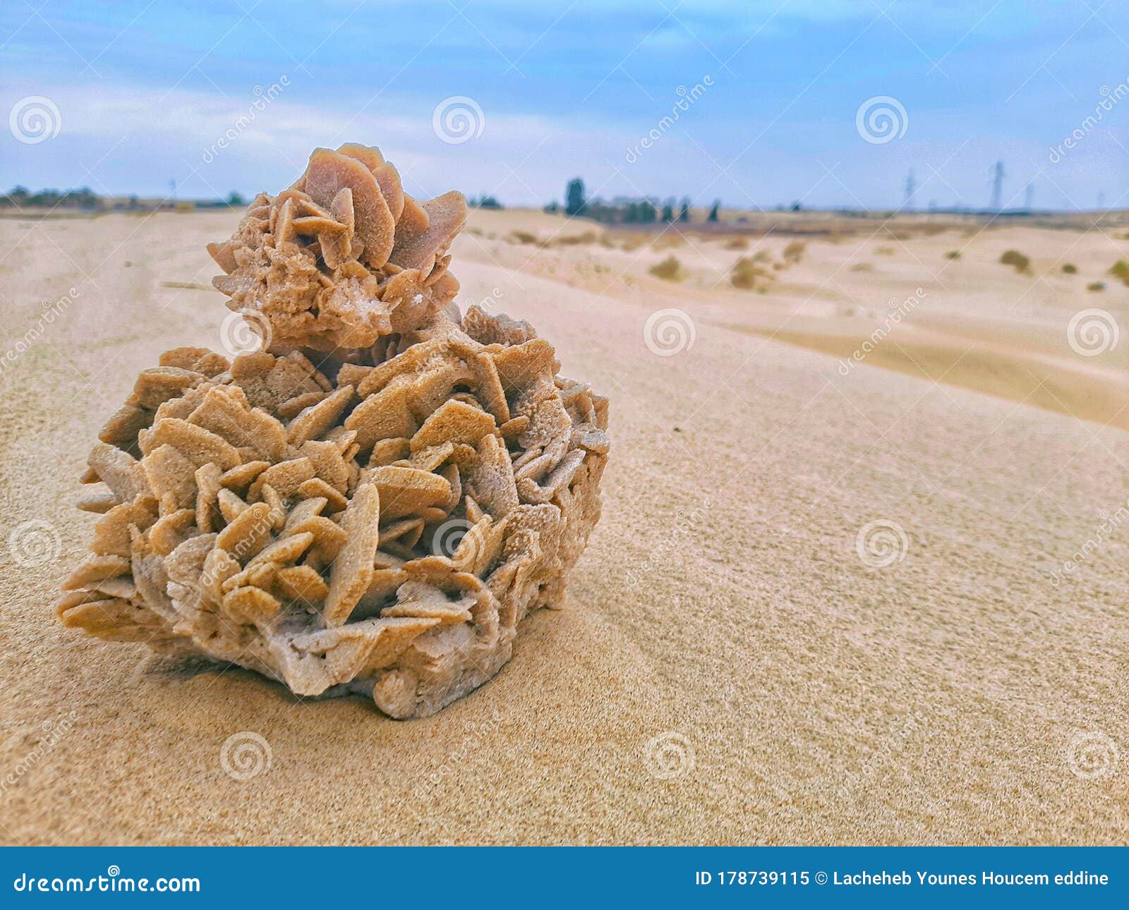 Rosa Ou Flor Do Deserto No Deserto Da Argélia Imagem de Stock - Imagem de  turistas, sahara: 178739115