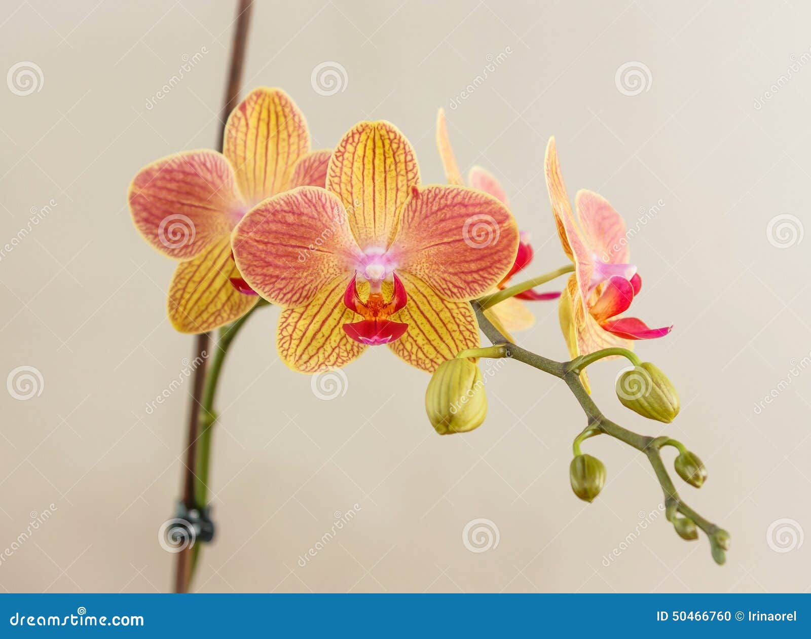 Rosa - Phalaenopsis Amarelo Foto de Stock - Imagem de grupo, vara: 50466760
