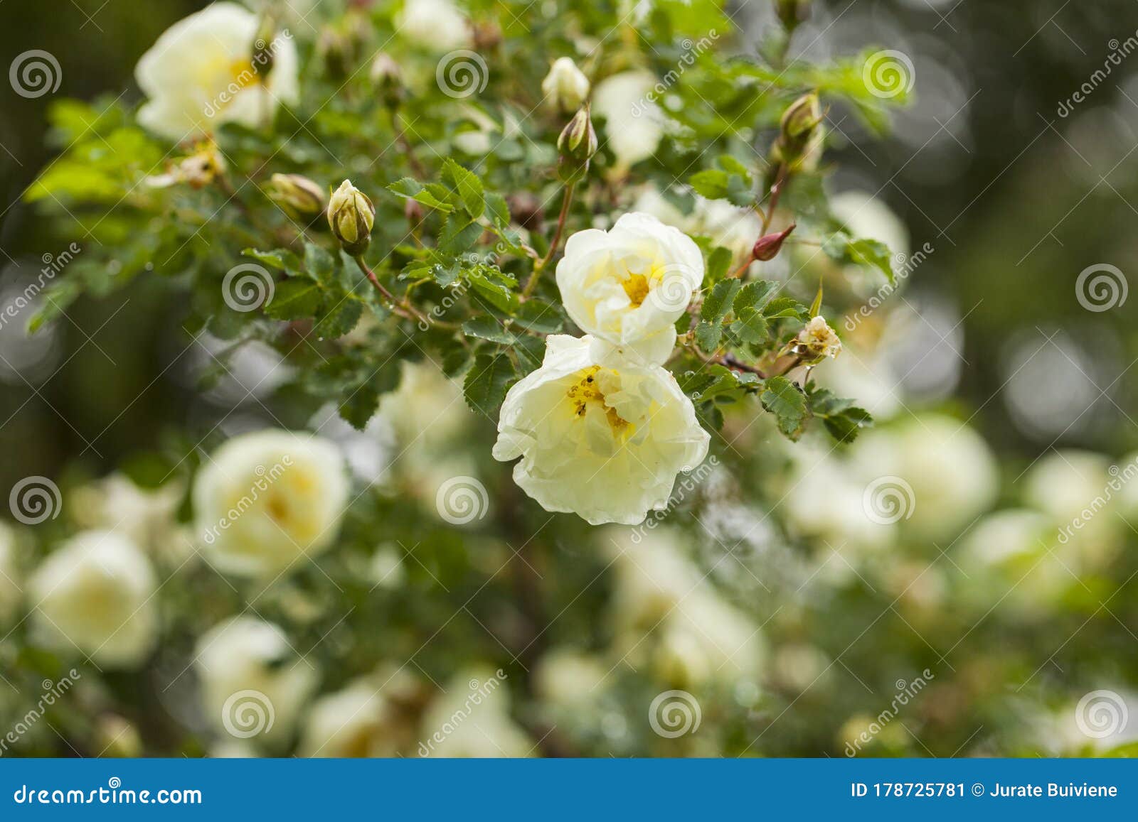 Scotch Rose Blossoms in Spring Garden Stock Image - Image of