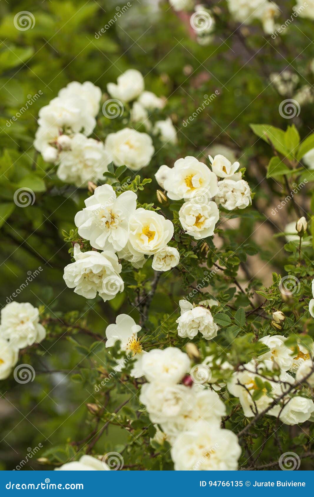 Rosa pimpinellifolia, the burnet rose (also known as Scotch Rose