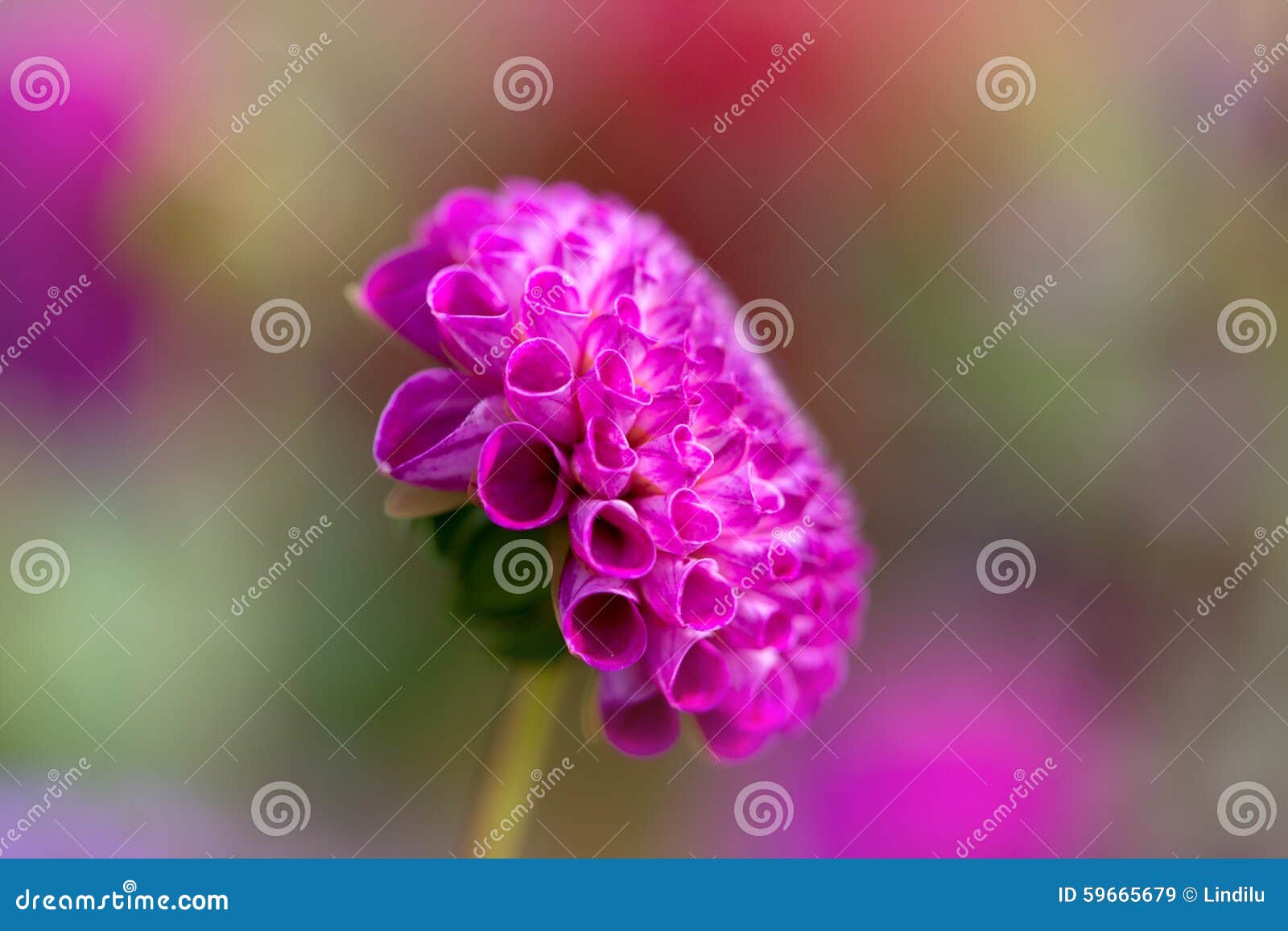 Schließen Sie herauf Seitenansicht von hellem rosa Pom Pom Dahlia mit zart farbigem weichem bokeh Hintergrund