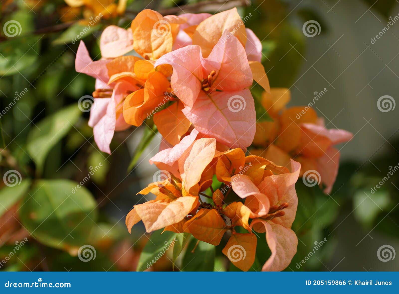 rosa preciosa, a pink and orange color of bougainvillea flower