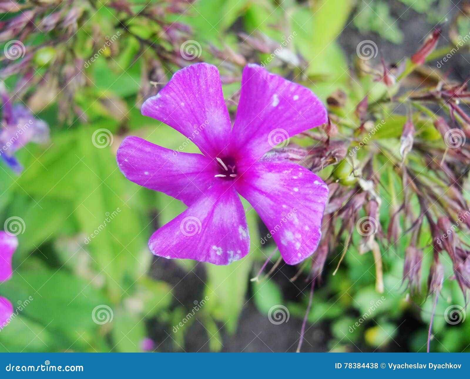 Rosa Purpurrote Flammenblumeblumen Im Garten Dieses Ist