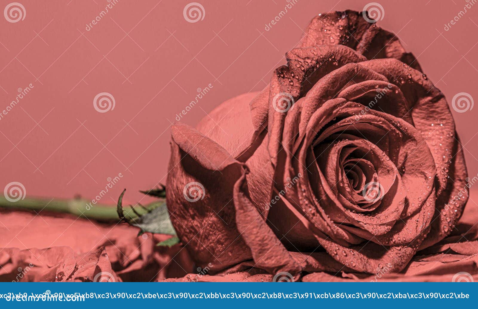 Rosa Roja. Cerca De Rosas Rojas Y Gotas De Agua. Rosas En