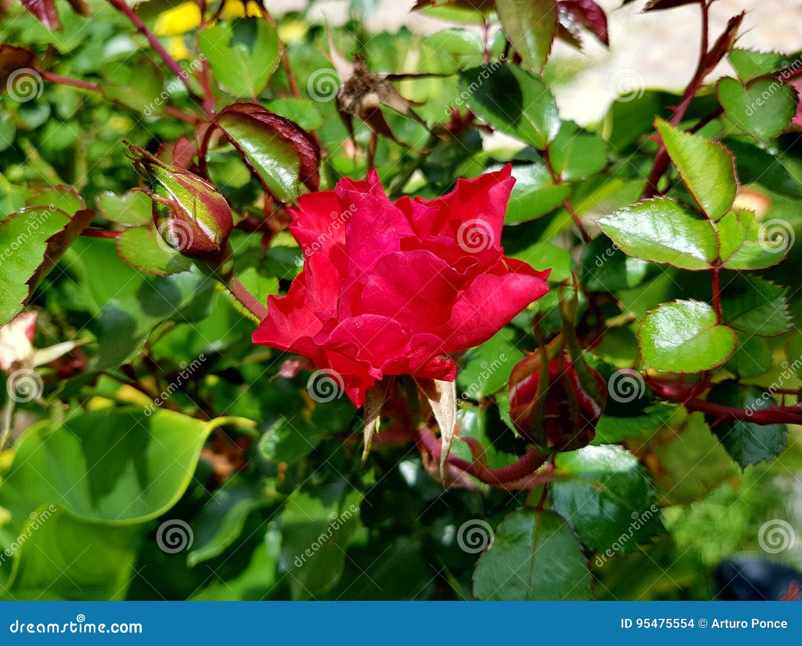 rosa roja del jardÃÂ­n