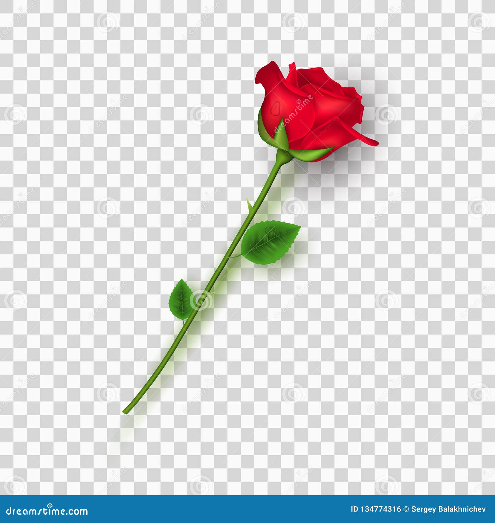 Rosa Roja En Un Fondo Transparente Rose Roja Flor Del Amor Pétalos Y Hojas  Ilustración Del Vector Ilustración del Vector - Ilustración de ramo, flor:  134774316