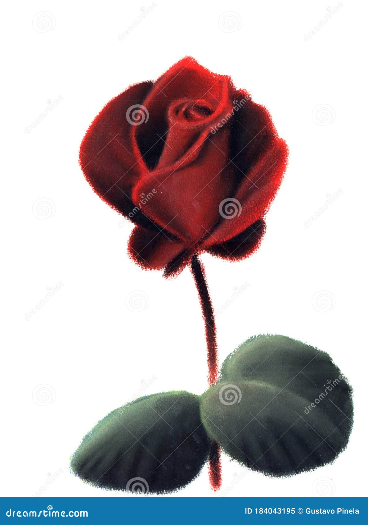 rosa roja sin espinas, con dos hojas verdes