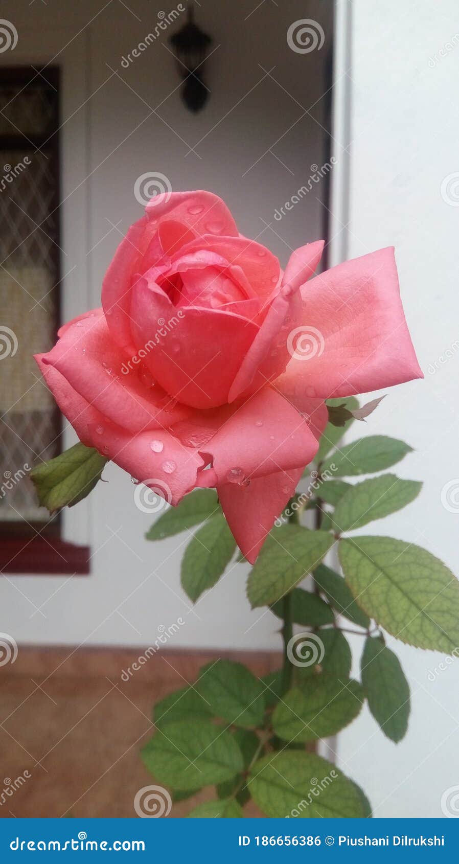 Pasivo Gárgaras mezclador Rosa rosada en mi jardín foto de archivo. Imagen de mejor - 186656386