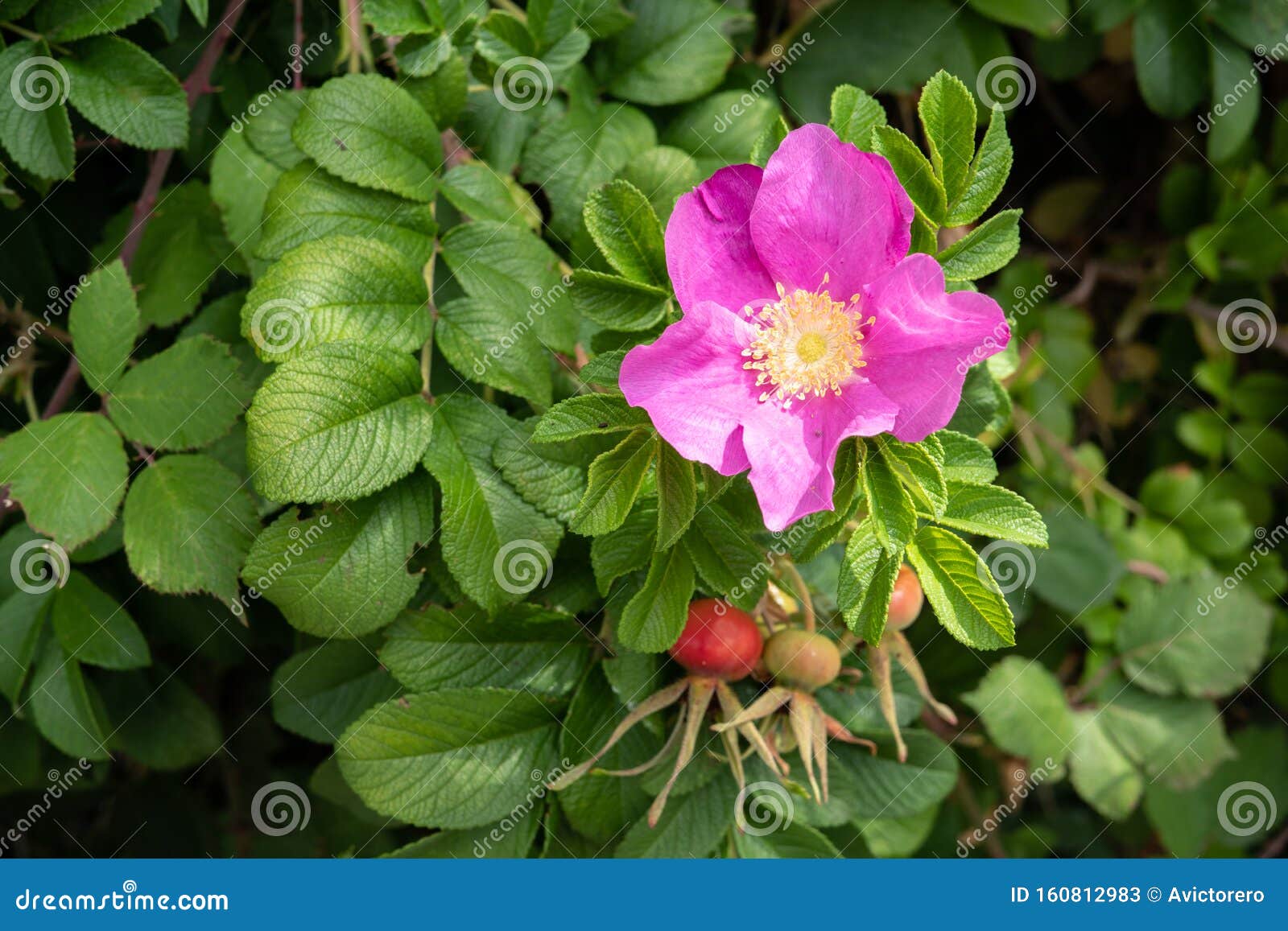 rosa rugosa flower