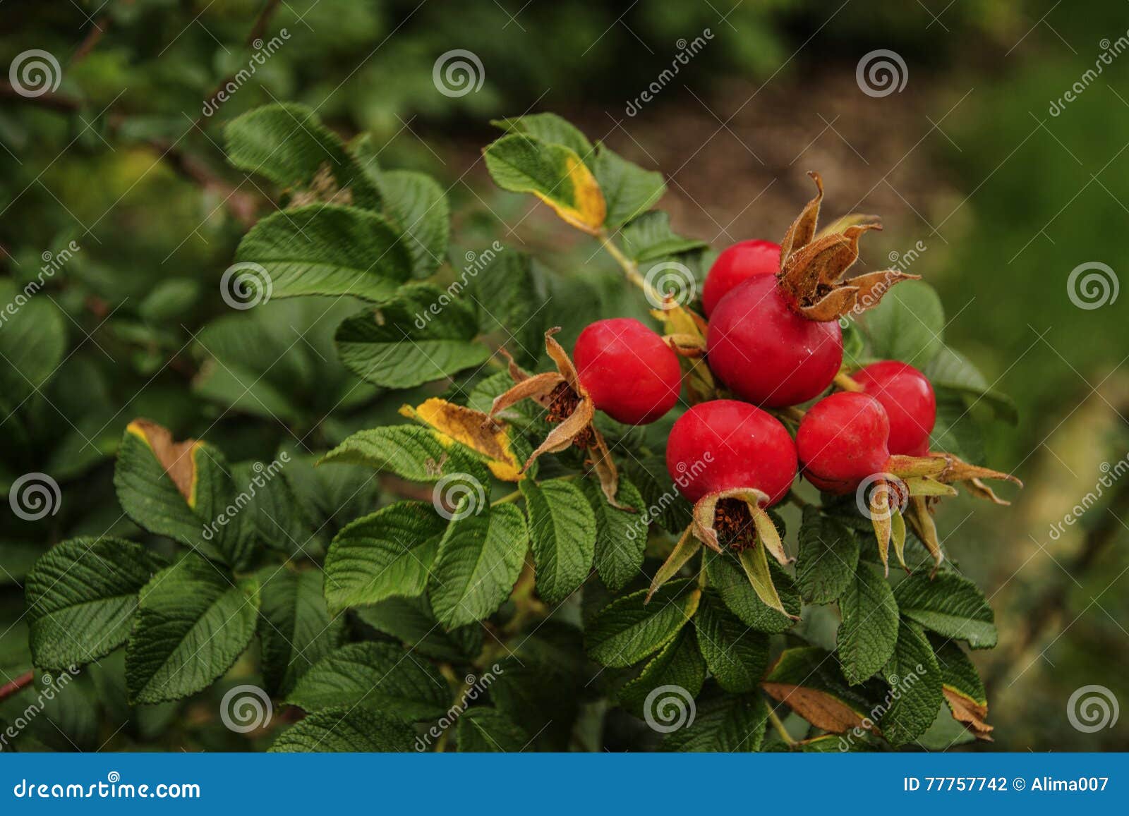 rosa rugosa