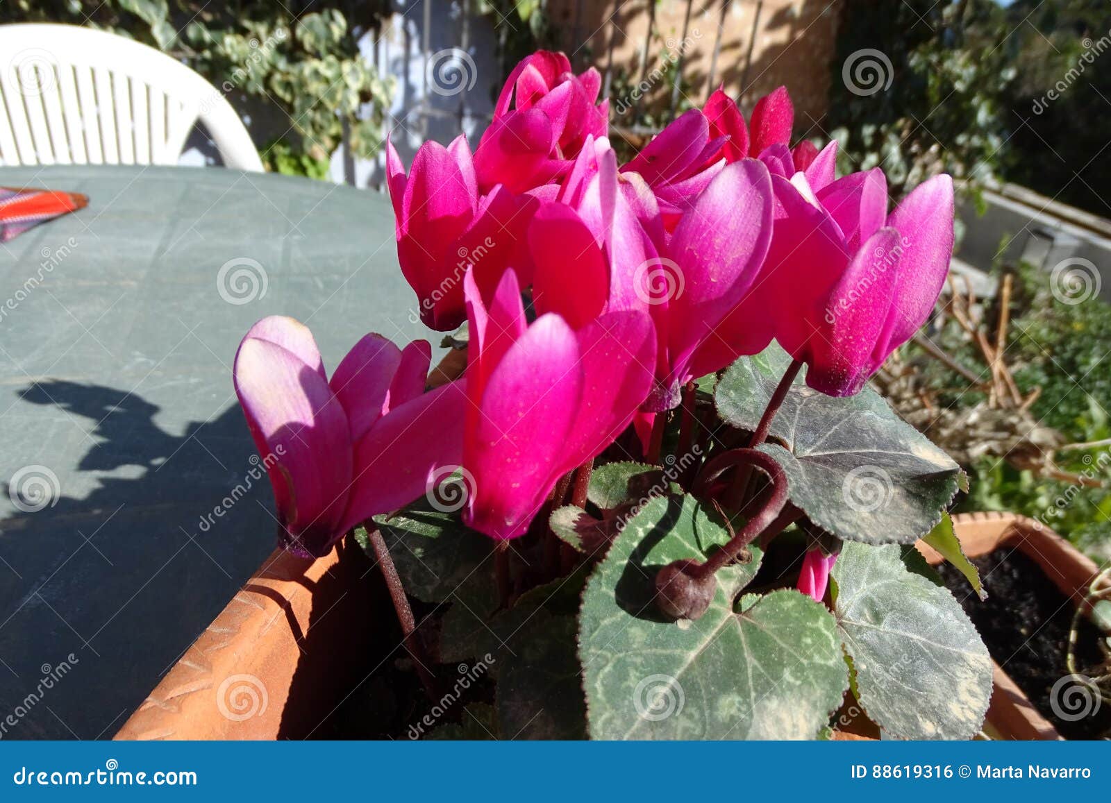 Rosa Schone Blumen In Einem Topf Stockfoto Bild Von Blumen Sonderkommando 88619316
