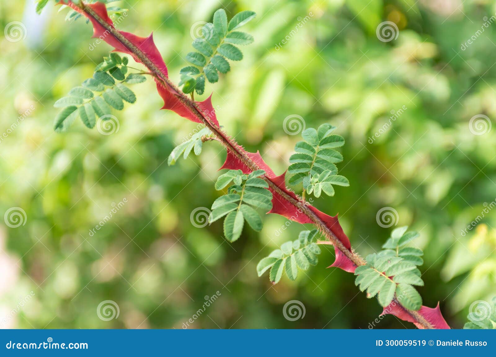 rosa sericea subsp omeiensis native from china