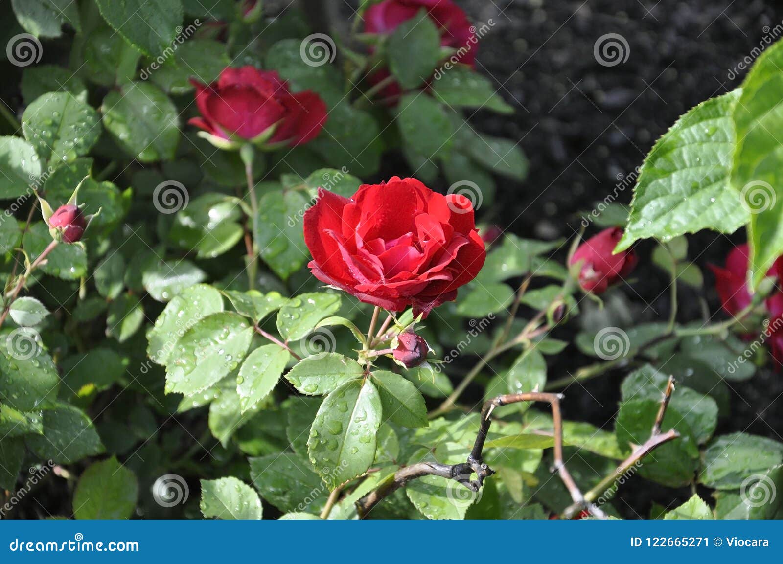 Rosa Vermelha Natural Floresce No Dia Ensolarado Do Verão Imagem de Stock -  Imagem de nave, colorido: 122665271