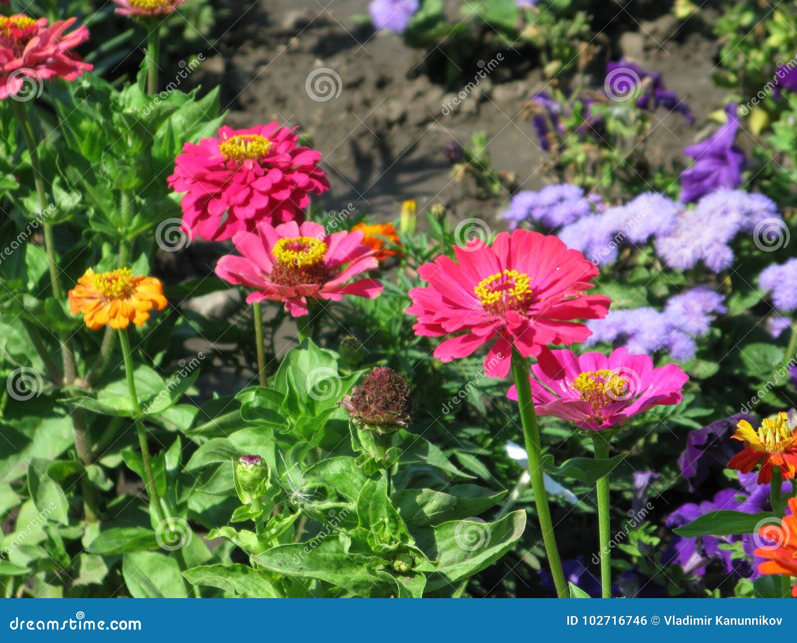 Rosa Zinnias arkivfoto. Bild av blommor, parkera, skönhet - 102716746