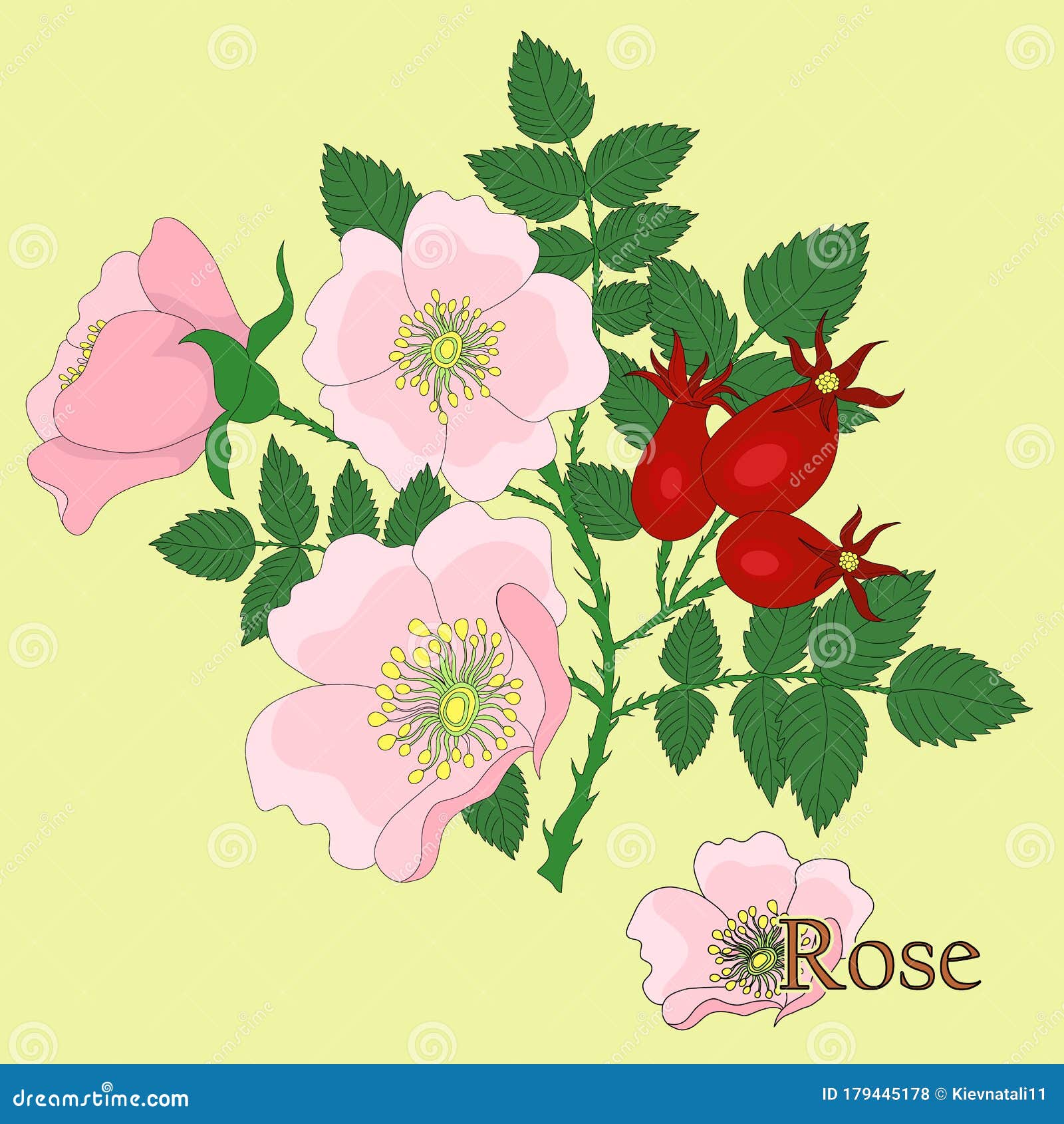 rosaceae, rose.  of a plant in a  with flowers.