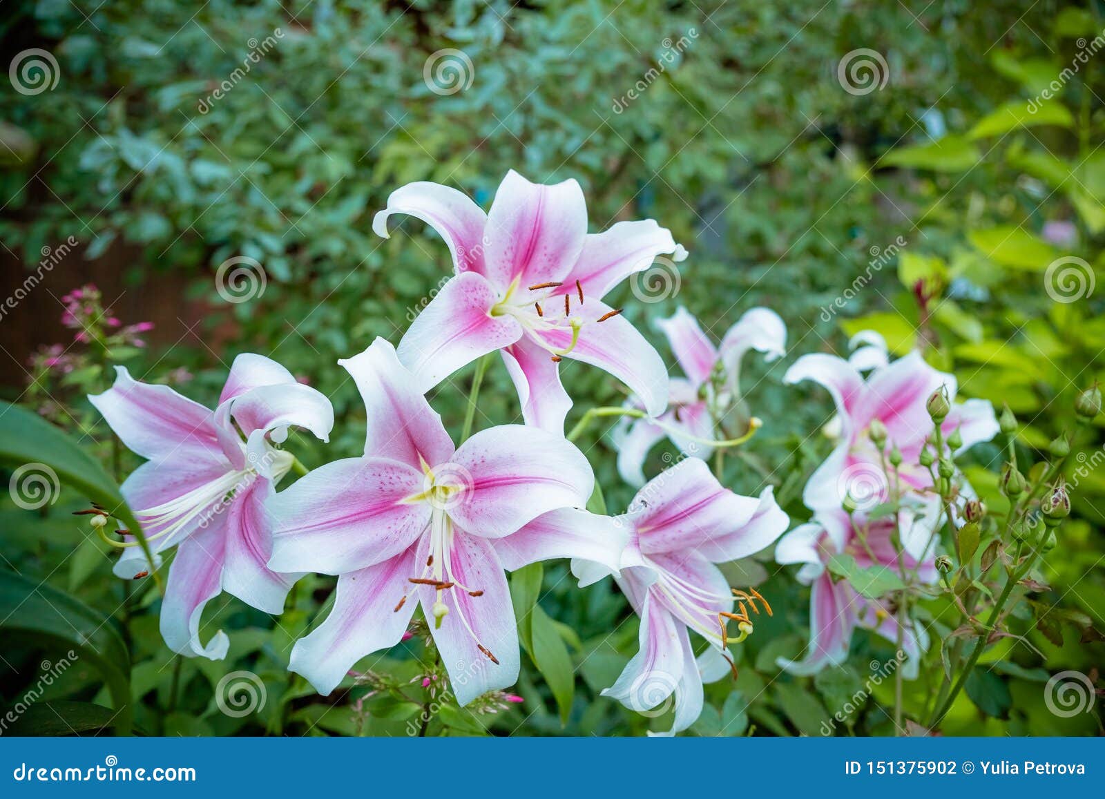 Rosado Lilly En El Jardín, Flores Del Joop Del Lirio, Joop Oriental Del  Lilium Planta Tropical De La Flor Del Lirio Que Florece E Foto de archivo -  Imagen de cierre, ramo: