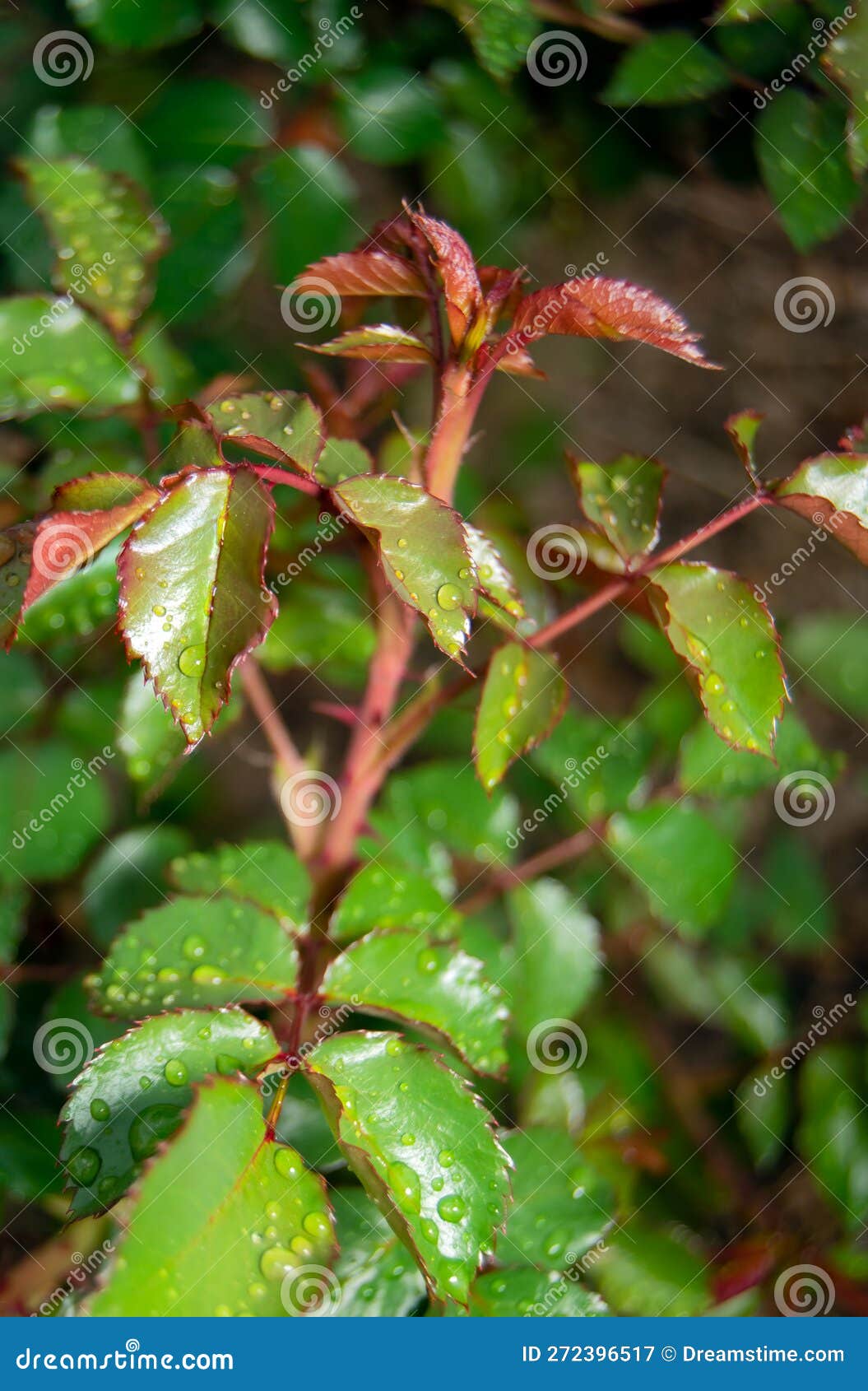 rosal multi rosas