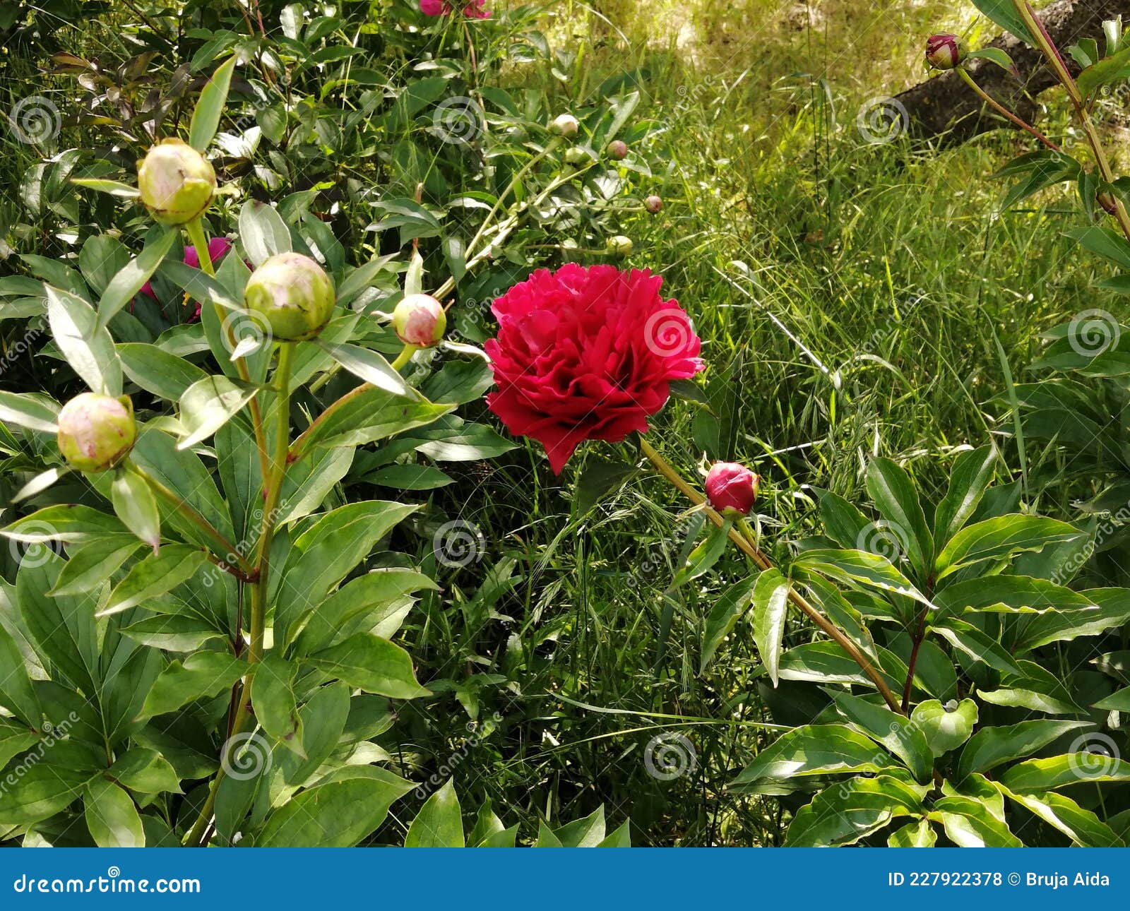 peonies-eutopia gardens,mandruloc,arad county,romania