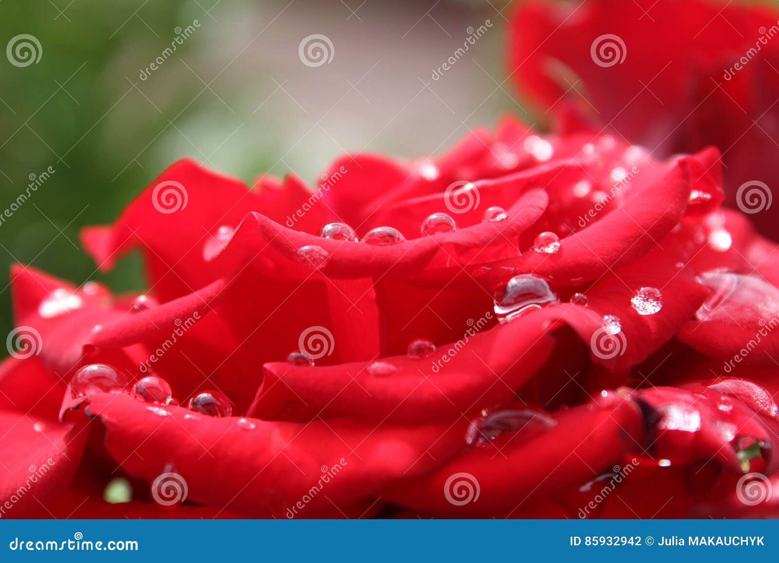 Rosas após a chuva. Rosa do vermelho após a chuva no jardim