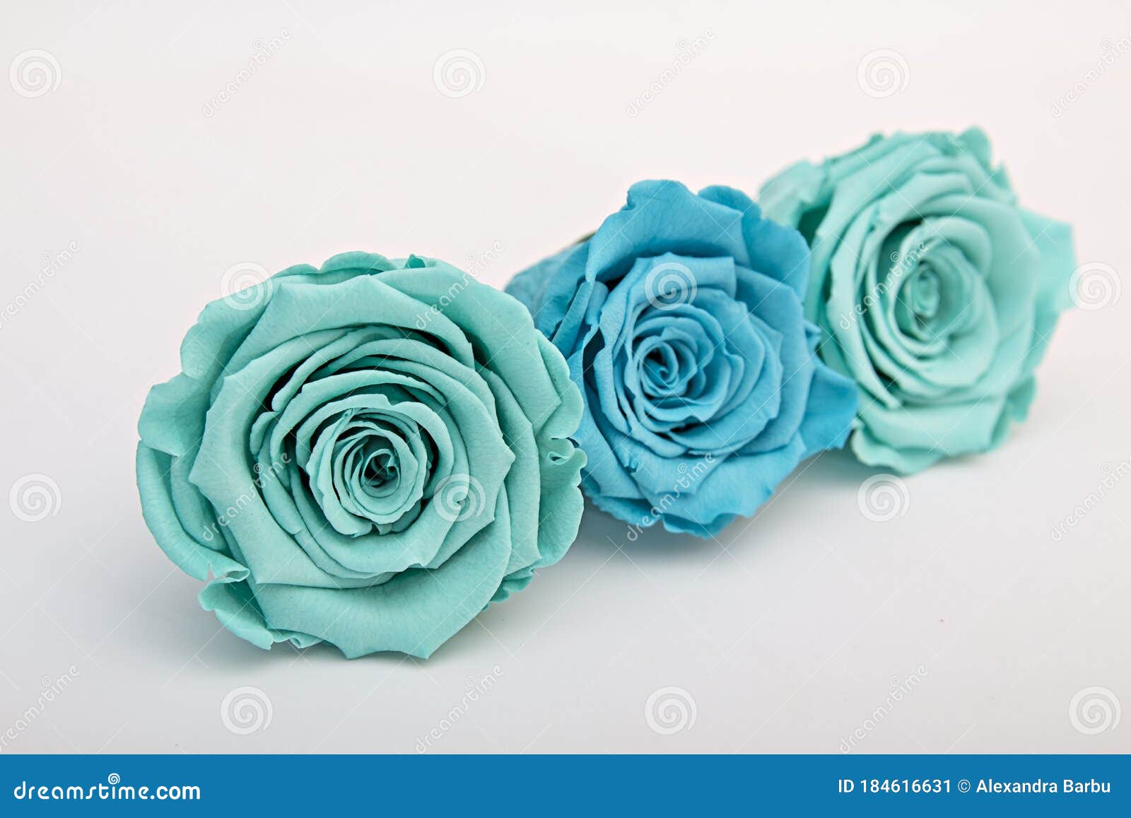 Rosas Azules Y Turquesas Aisladas En Blanco Imagen de archivo - Imagen de  vacaciones, lila: 184616631