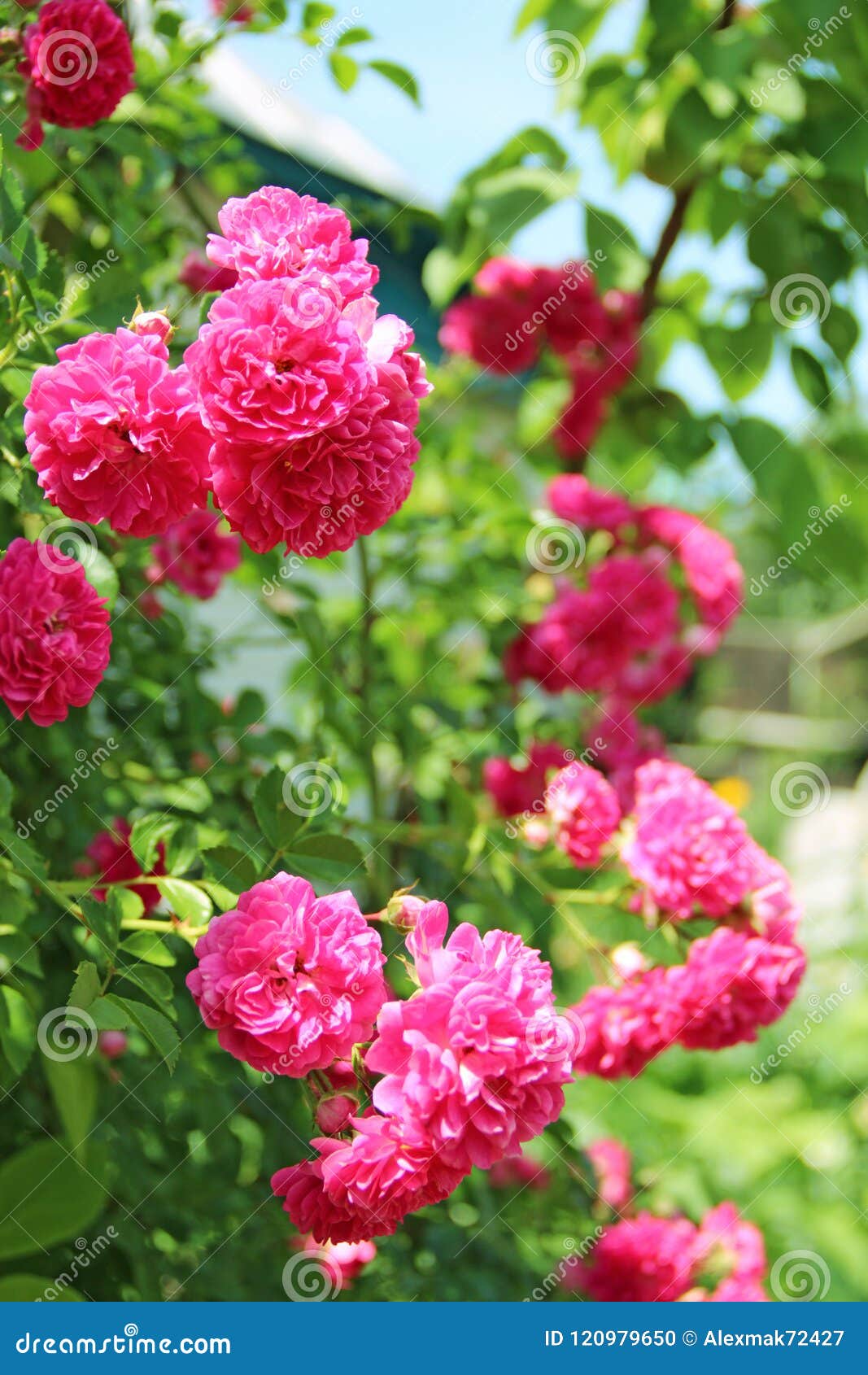 Rosas Bonitas Que Crescem a Casa Próxima Flor Cor-de-rosa Das Rosas No  Jardim Arbusto Grande Das Flores Foto de Stock - Imagem de decorativo,  crescimento: 120979650