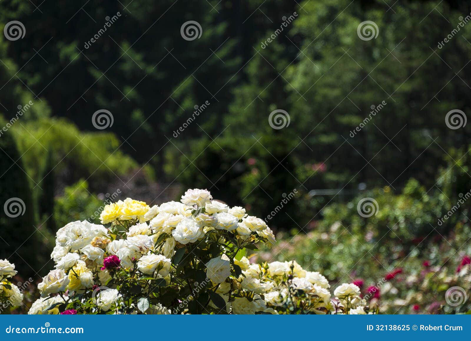 jardim rosas amarelas:Rosas Brancas E Amarelas No Jardim Foto de Stock Royalty Free – Imagem jardim rosas amarelas:Rosas Brancas E Amarelas No Jardim Foto de Stock Royalty Free – Imagem