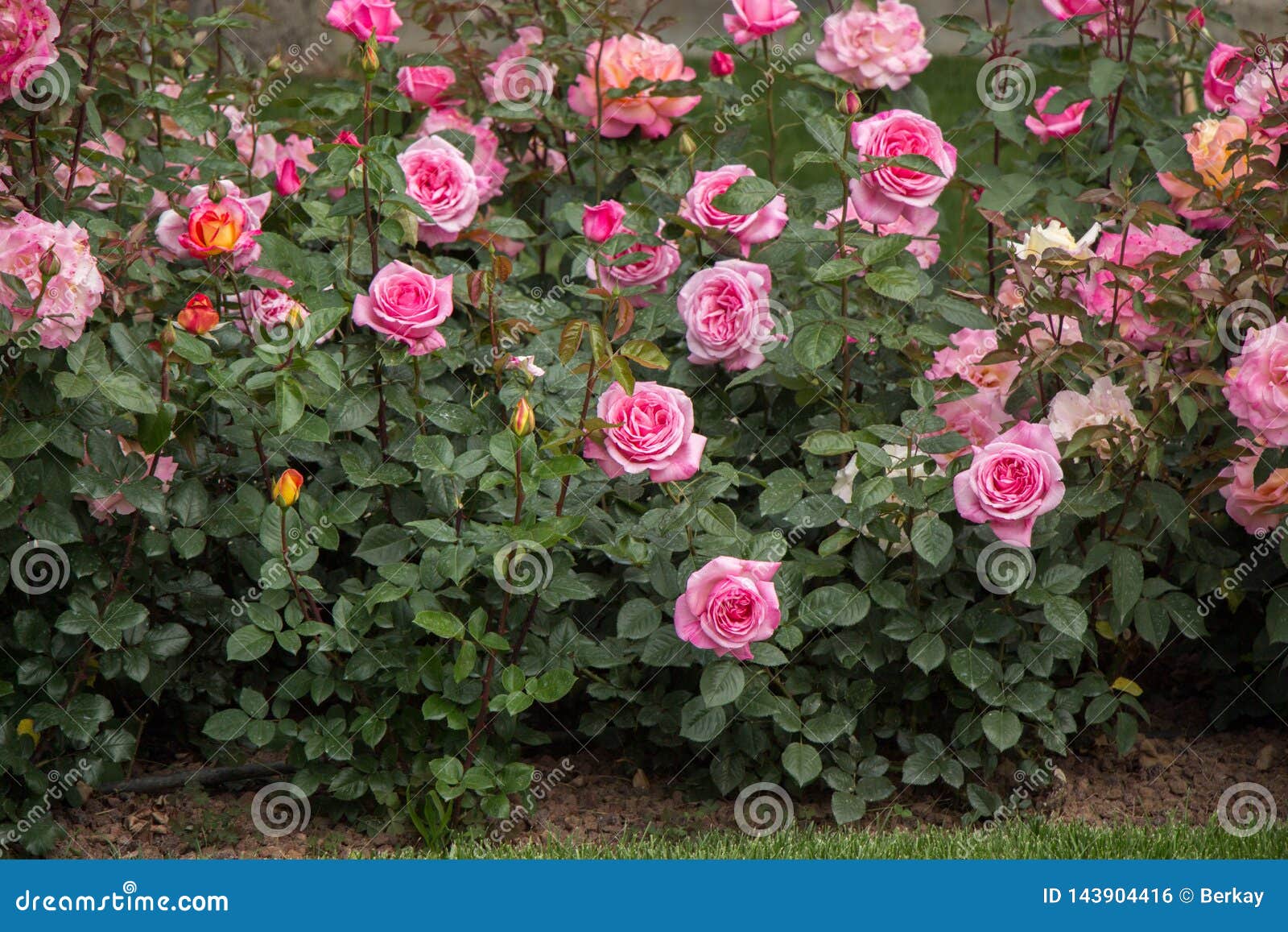 Rosas Coloridas Bonitas De Florescência No Jardim Foto de Stock - Imagem de  encantador, amor: 143904416