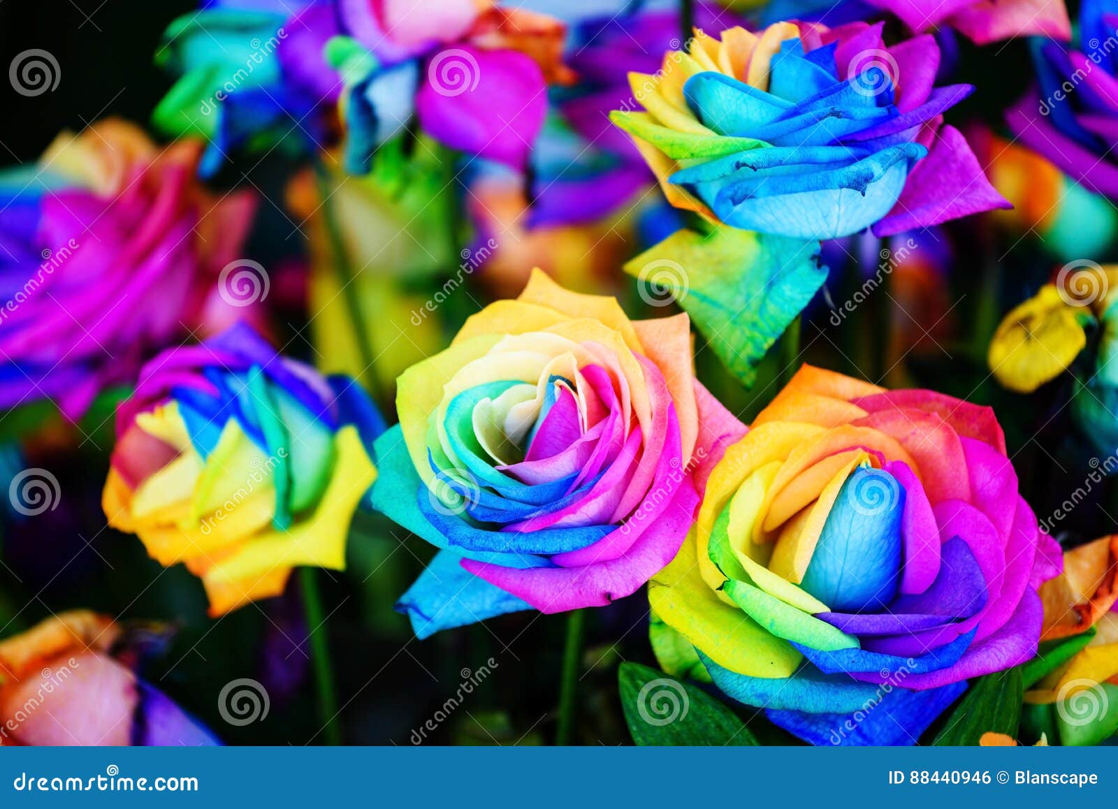 Rosas Coloridas Do Arco-íris Foto de Stock - Imagem de outono, azul:  88440946