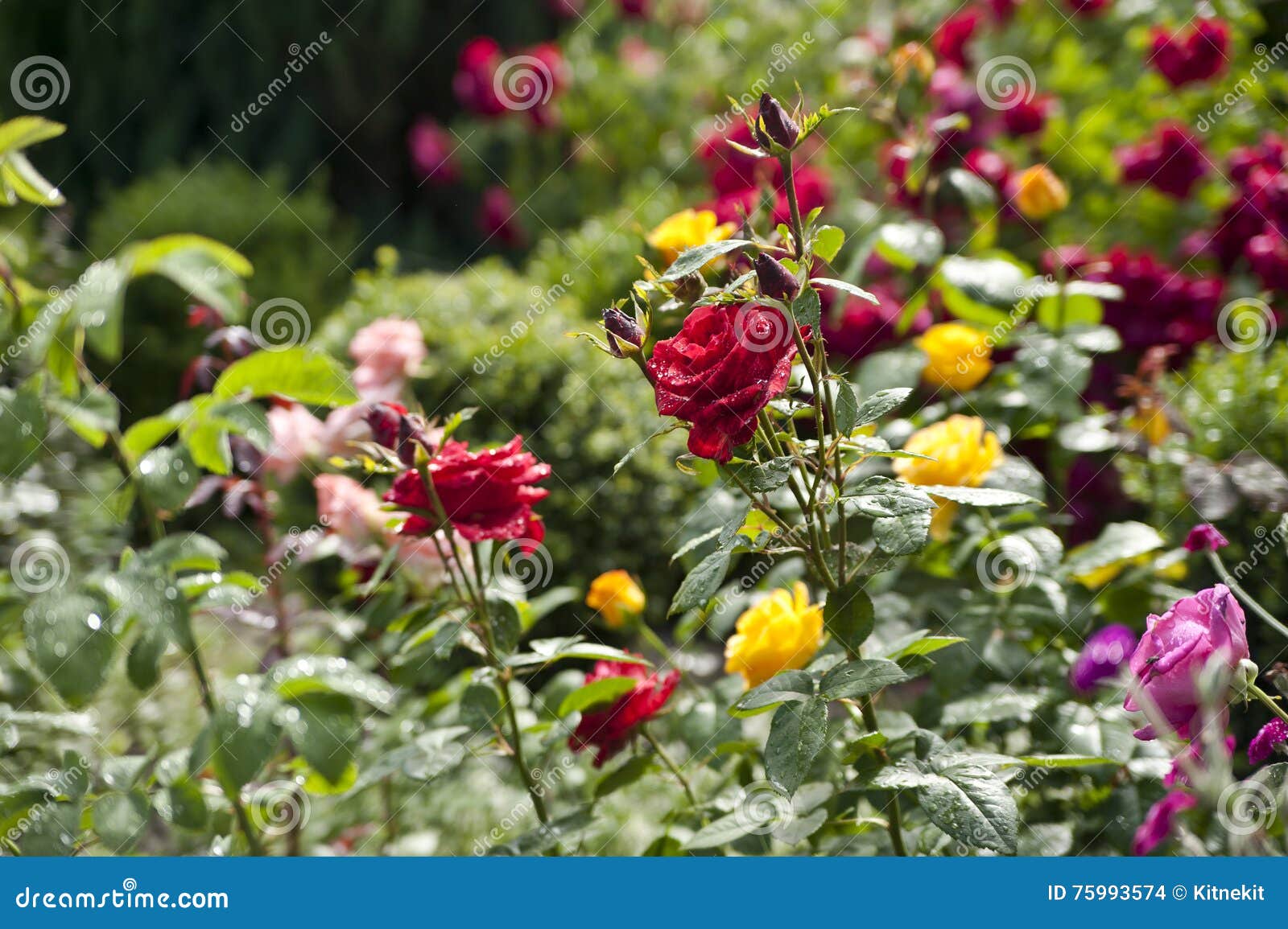 Rosas Coloridas Em Um Jardim Foto de Stock - Imagem de jardinar, flor:  75993574