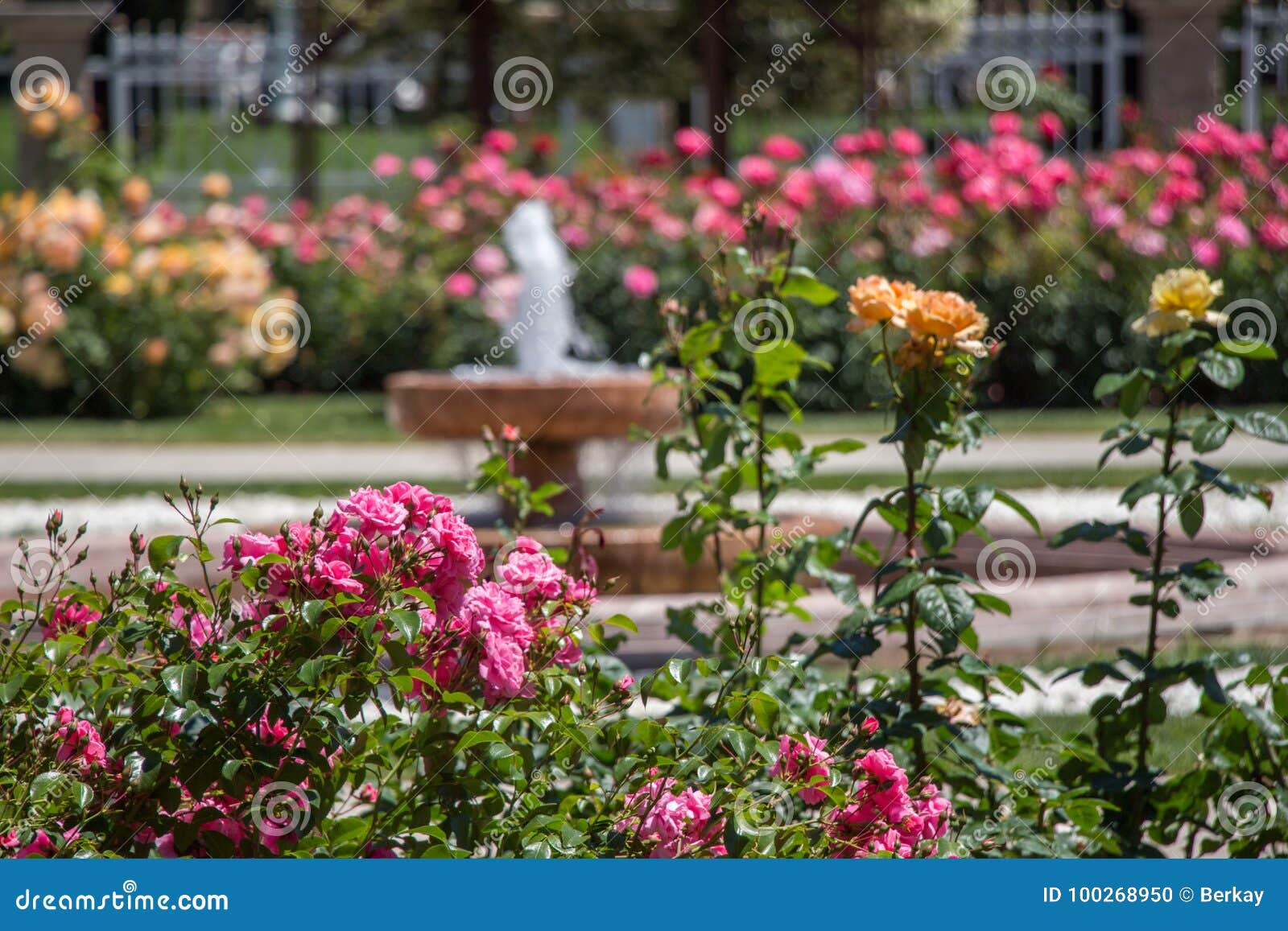 Rosas Coloridas Em Um Jardim De Rosas Foto de Stock - Imagem de amor,  branco: 100268950
