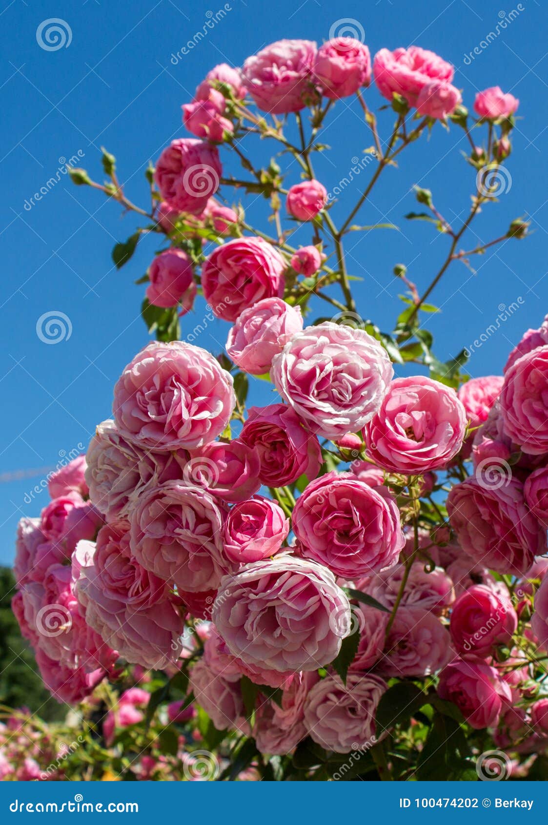 Rosas Coloridas Em Um Jardim De Rosas Foto de Stock - Imagem de beleza,  fundo: 100474202