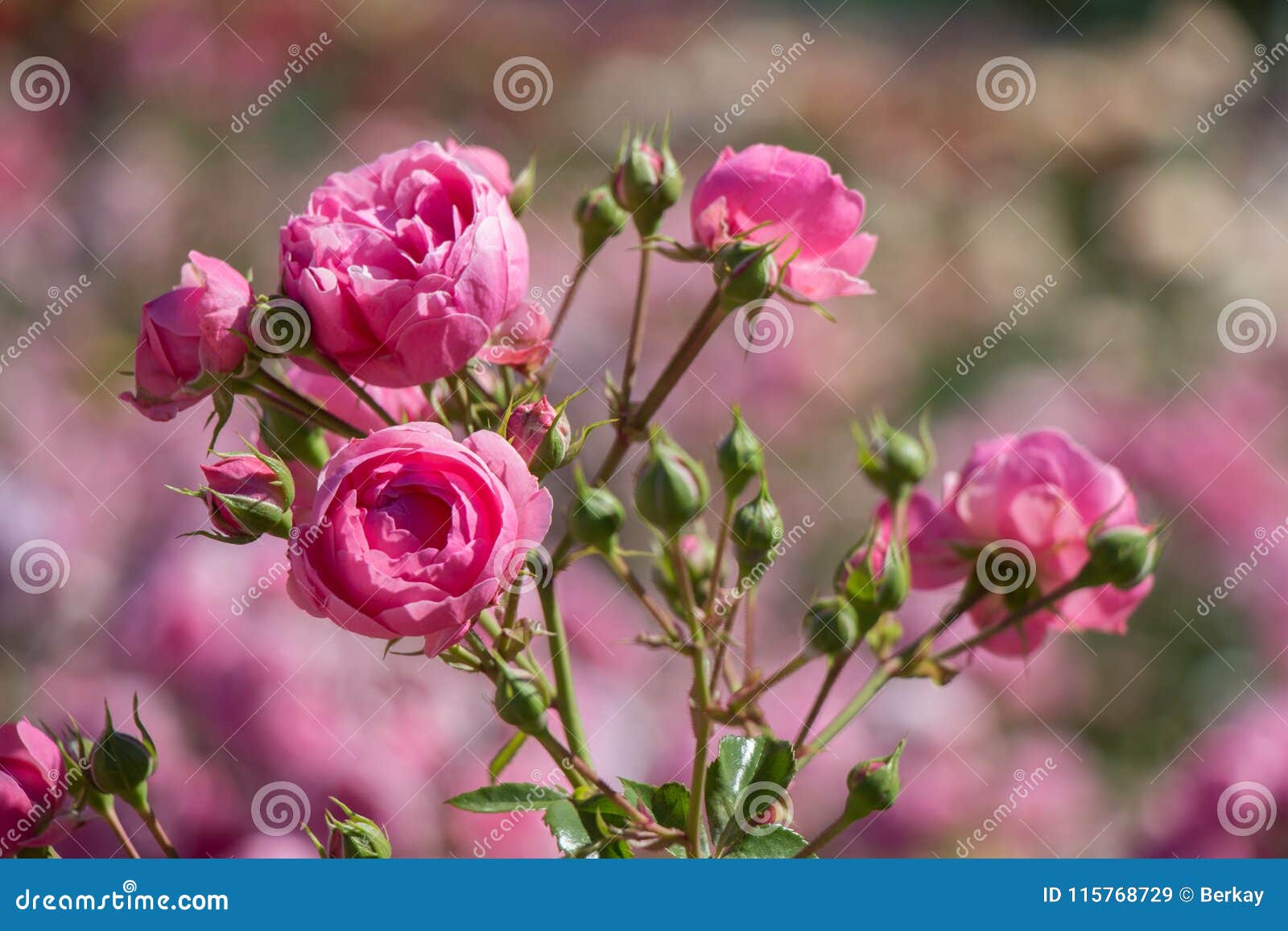 Rosas Coloridas Em Um Jardim De Rosas Imagem de Stock - Imagem de folha,  branco: 115768729