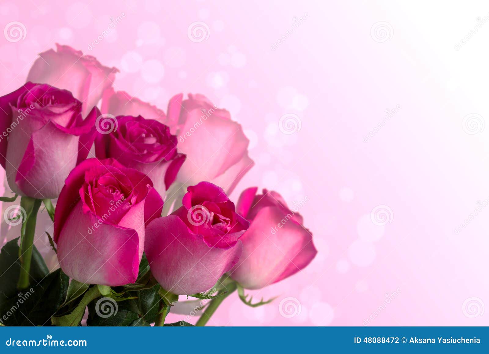 Ramalhete de rosas cor-de-rosa no fundo cor-de-rosa branco