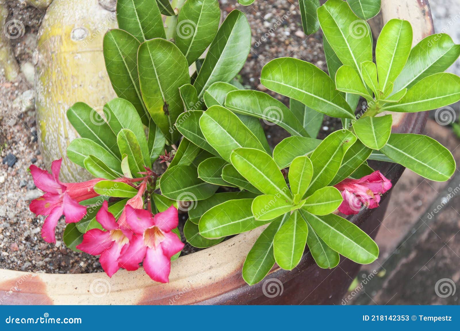 Rosas Do Deserto Adenium Obesum Boehmianum Imagem de Stock - Imagem de  folhas, terra: 218142353