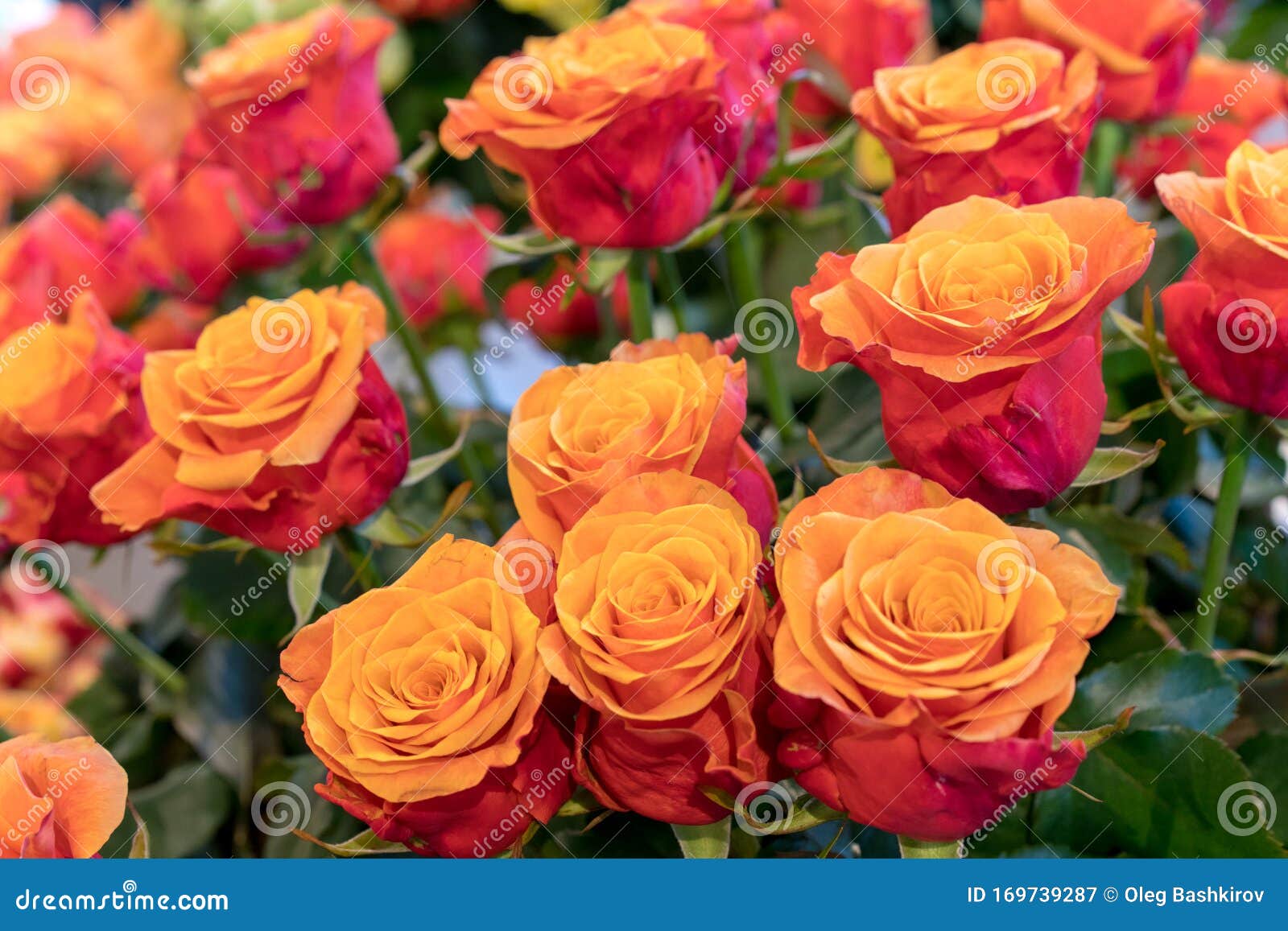 Rosas Em Diversas Cores Flores Frescas Rose Lindas E Naturais Fundo De Rosas  Coloridas Bonita, De Alta Qualidade, Boa Imagem de Stock - Imagem de  romance, beleza: 169739287