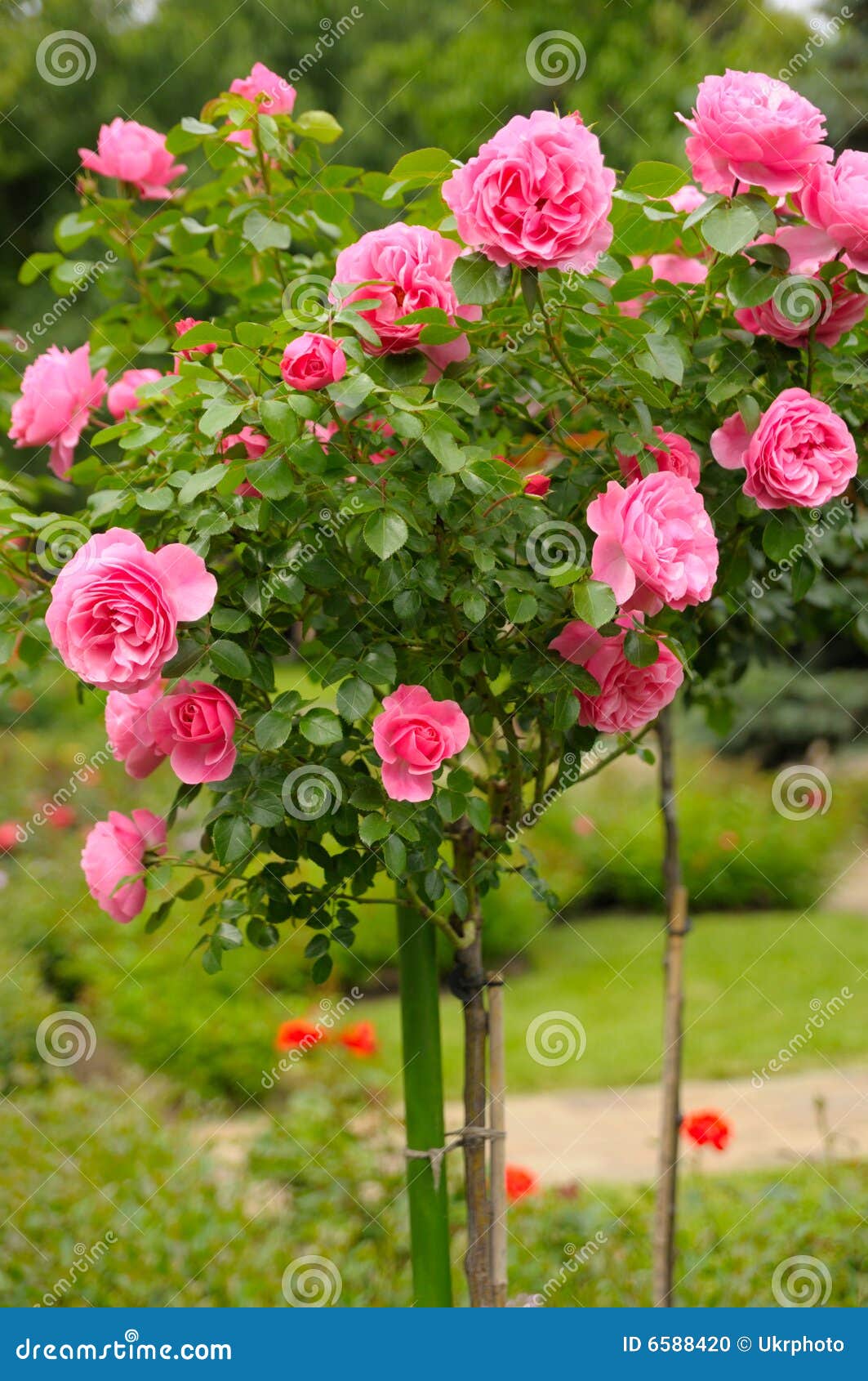 Rosas en jardín foto de archivo. Imagen de verano, flor - 6588420