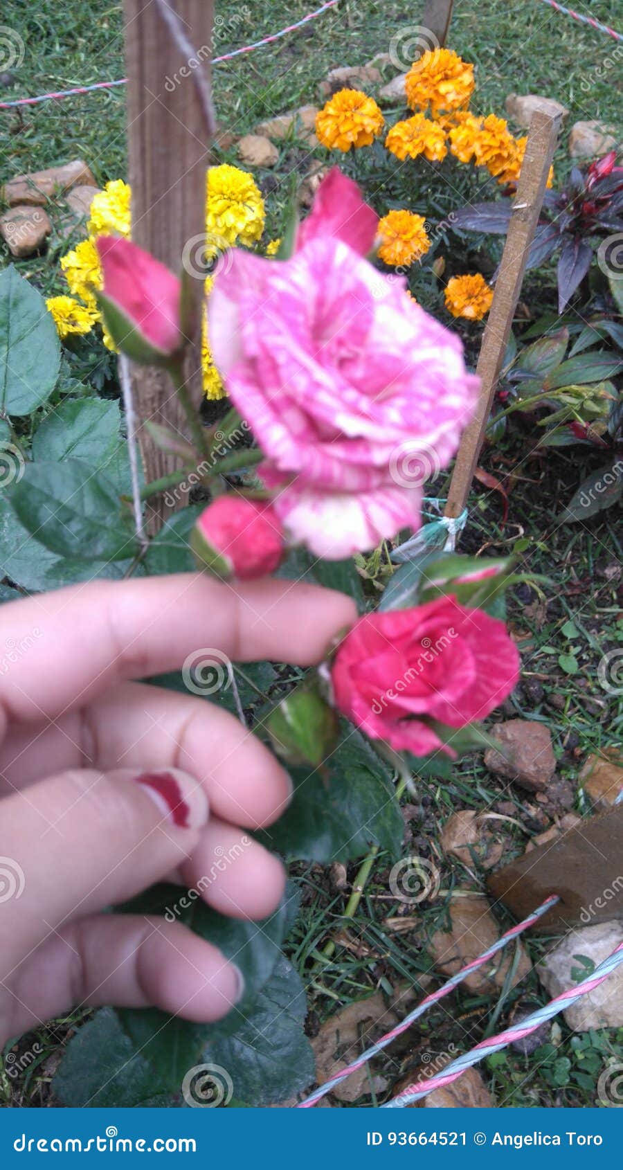 rosas flower