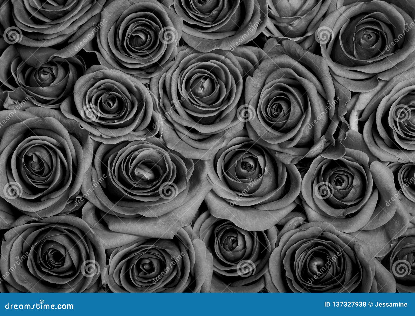 Rosas grises foto de archivo. Imagen de manojo, rosas - 137327938
