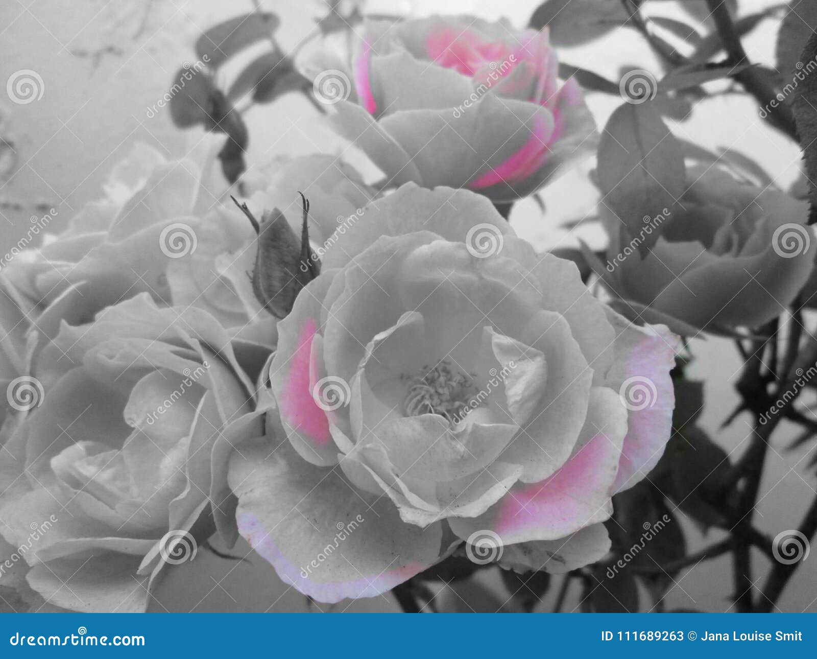 Rosas Grises Con El Tacto Del Rosa Imagen de archivo - Imagen de jardinero,  hermoso: 111689263
