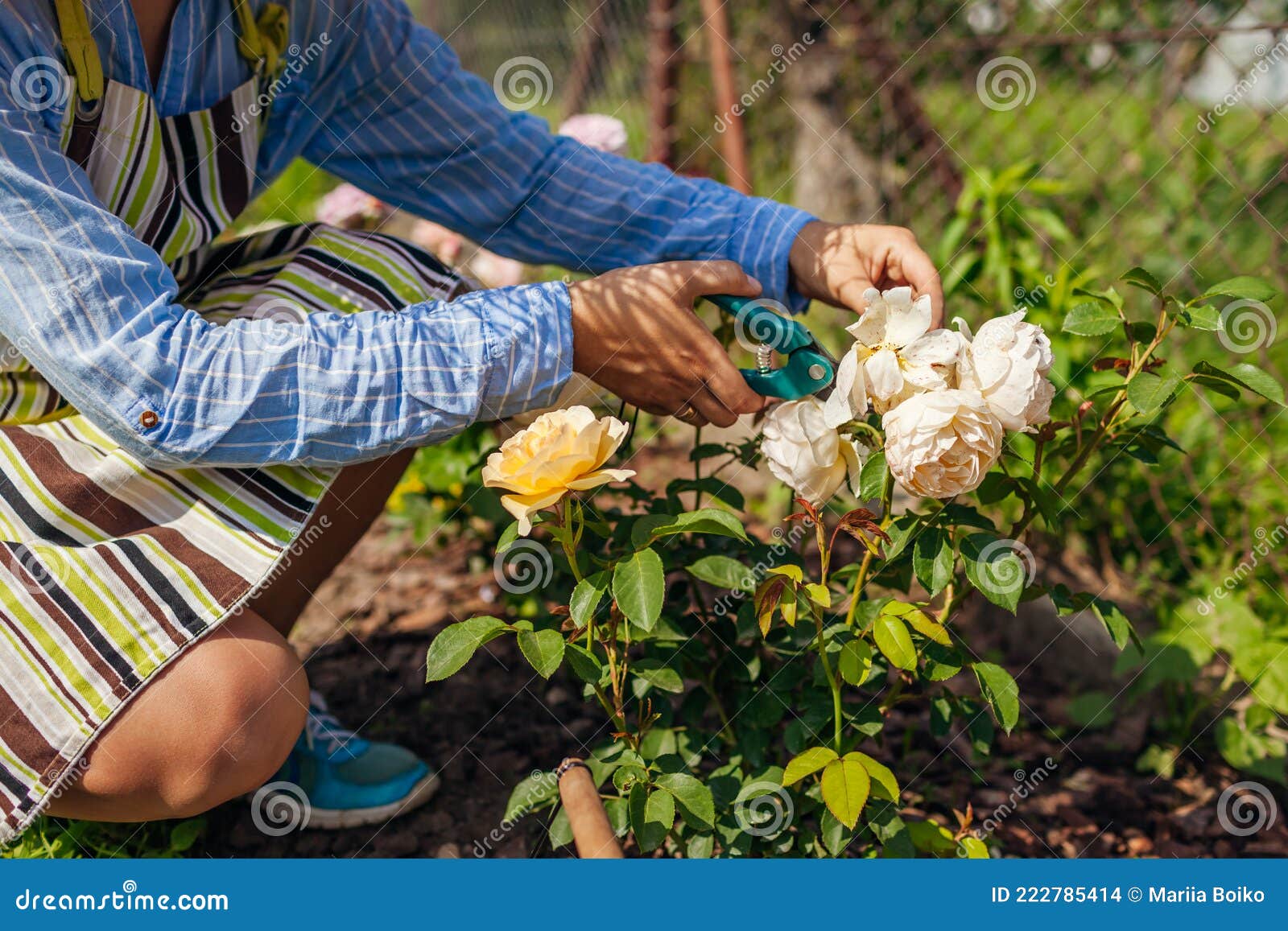 Rosas Inglesas Mortais Em Ascensão Feminina No Jardim De Verão. Jardineiro  Cortando Flores Secas Com Passas. Foto de Stock - Imagem de mola,  passatempo: 222785414