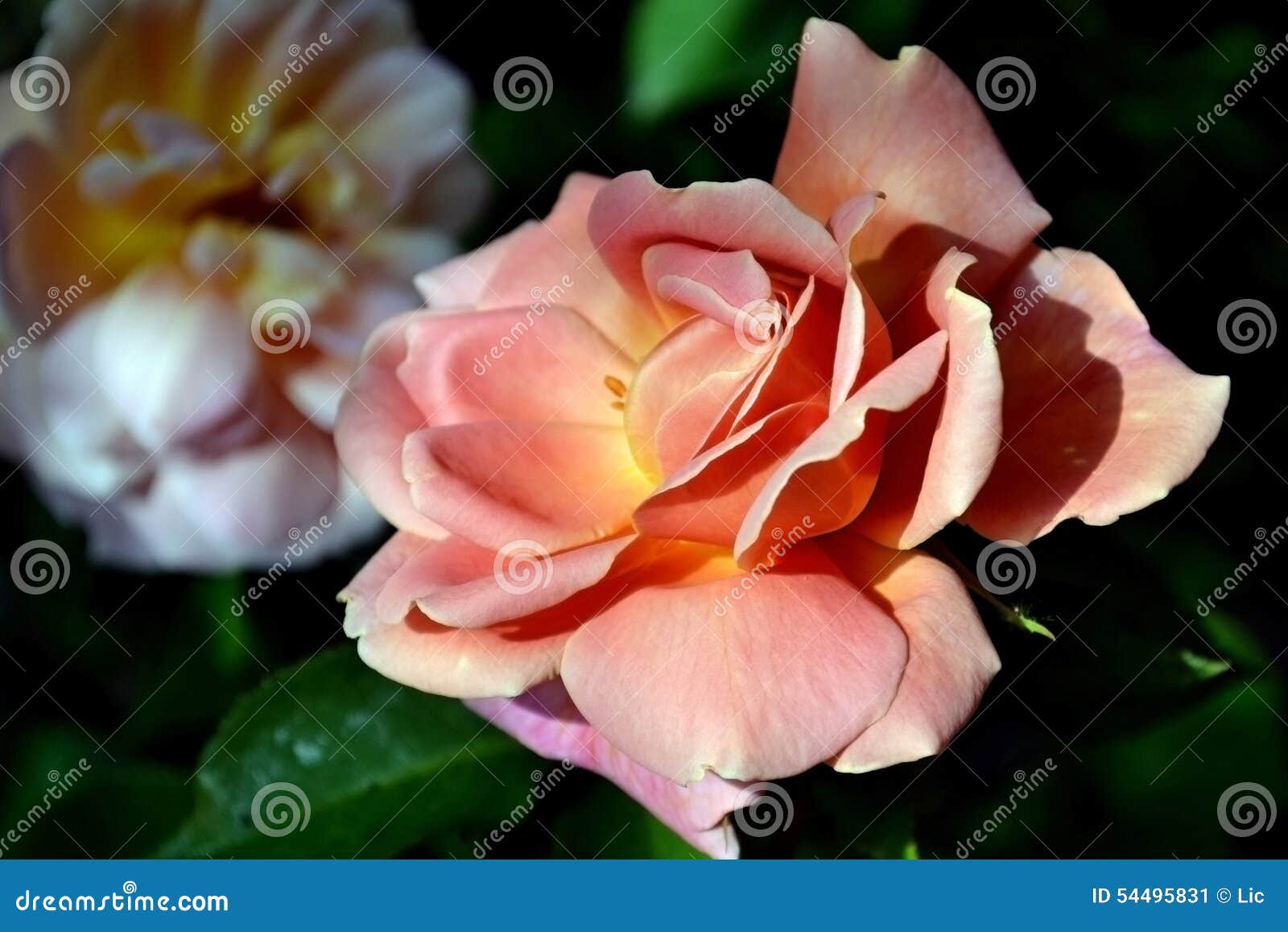 Rosas Maravillosas De La Primavera Imagen de archivo - Imagen de encantador, pétalo: 54495831 Rosas Maravillosas De La Primavera Imagen de archivo - Imagen de encantador, pétalo: 54495831