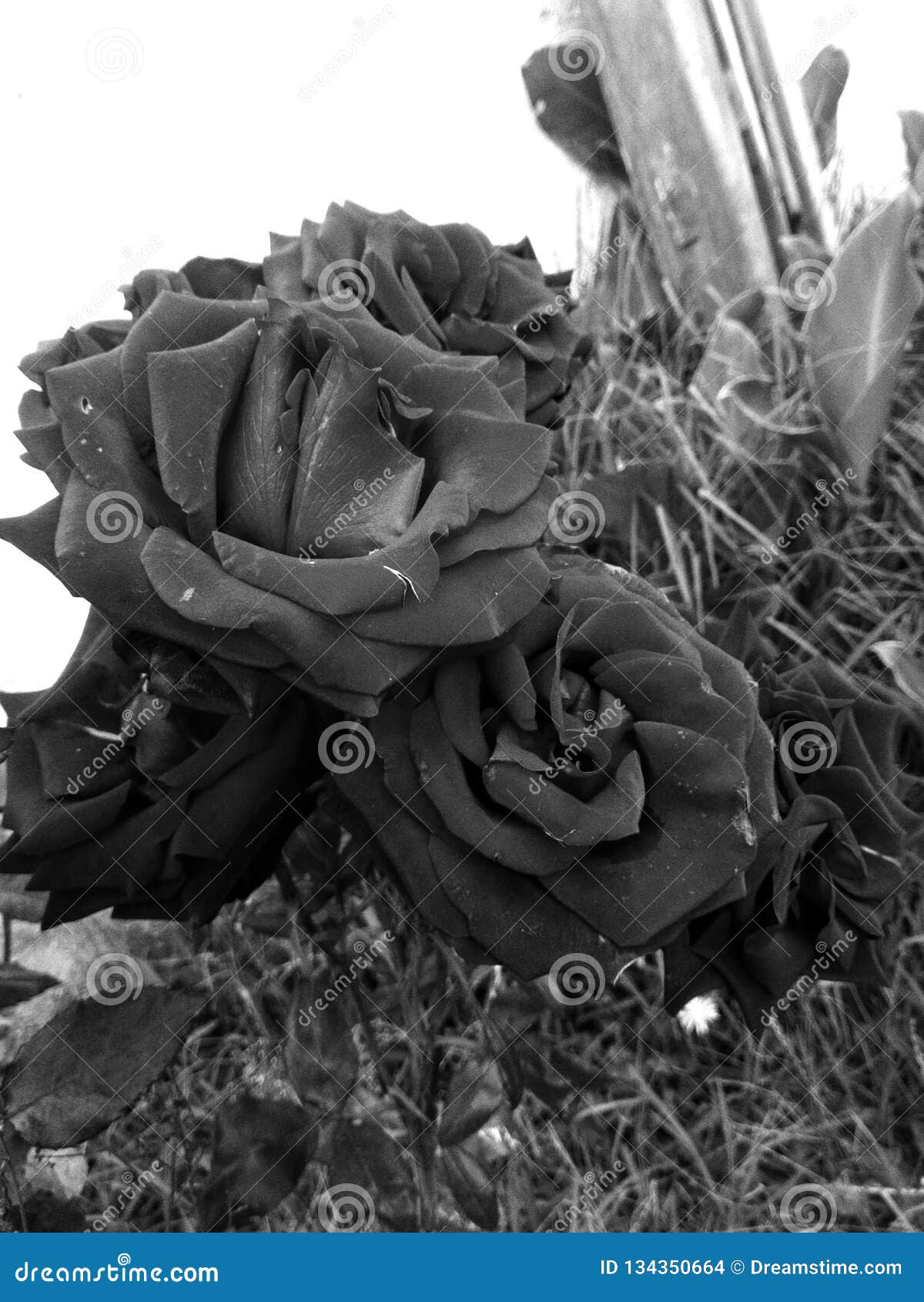 Rosas Negras En El Medio Del Jardín Foto de archivo - Imagen de oscuro,  lata: 134350664