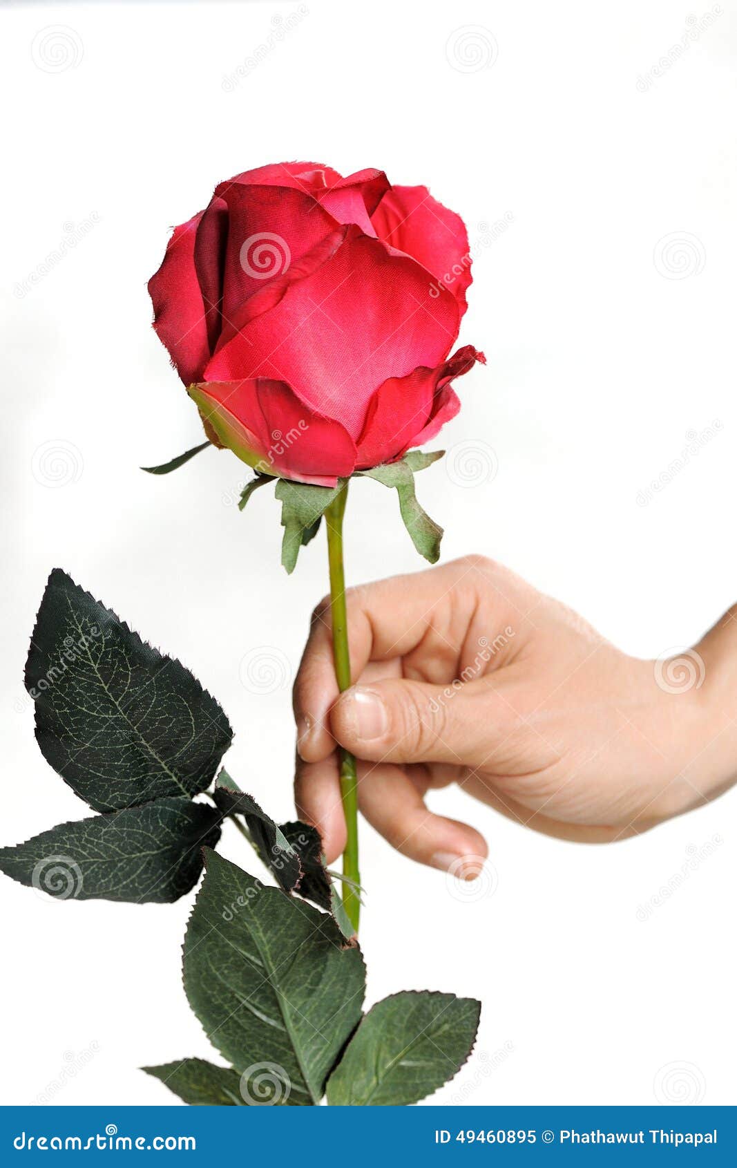 Rosas Para El Día De San Valentín Imagen de archivo - Imagen de floral,  cubo: 49460895