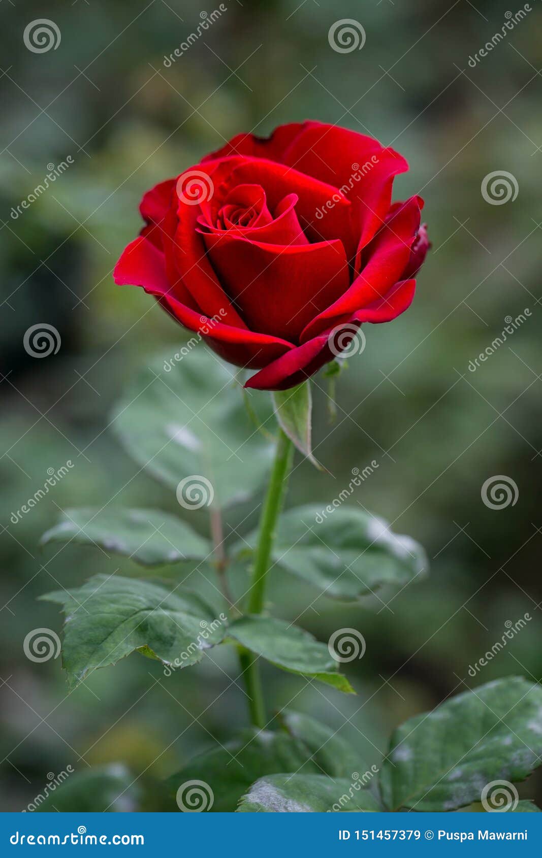 Rosas Rojas Con El Fondo Borroso Verde Apenas Diga Con La Flor Y Brillante  Su Día Imagen de archivo - Imagen de detalles, colorido: 151457379