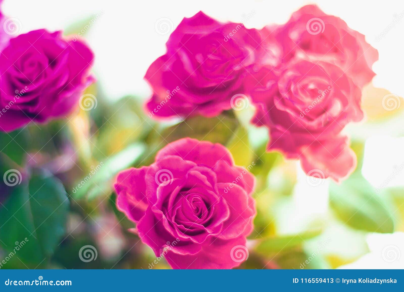 Rosas Rojas Hermosas, Flores Rojas En Borrosas Imagen de archivo - Imagen de flores, fondo: 116559413 Rosas Rojas Hermosas, Flores Rojas En Borrosas Imagen de archivo - Imagen de flores, fondo: 116559413