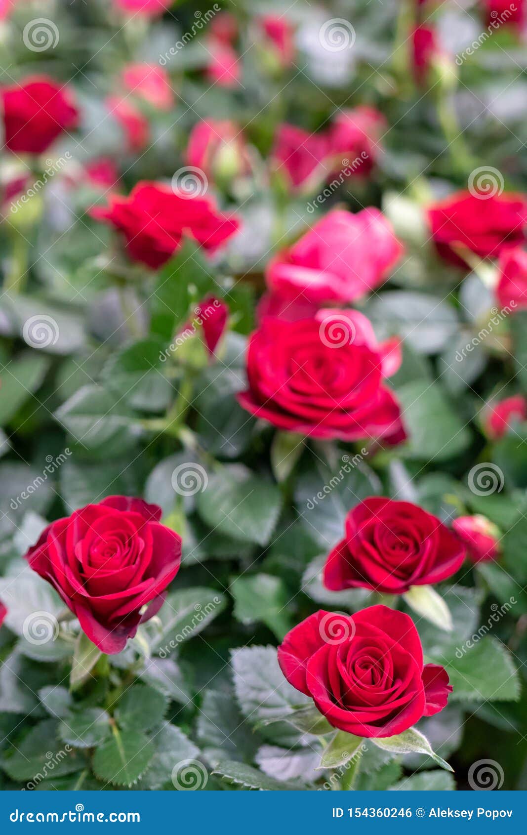 Rosas Rojas Hermosas Invernadero Para Las Plantas Y Las Flores Crecientes  Foto de archivo - Imagen de tarjeta, verde: 154360246