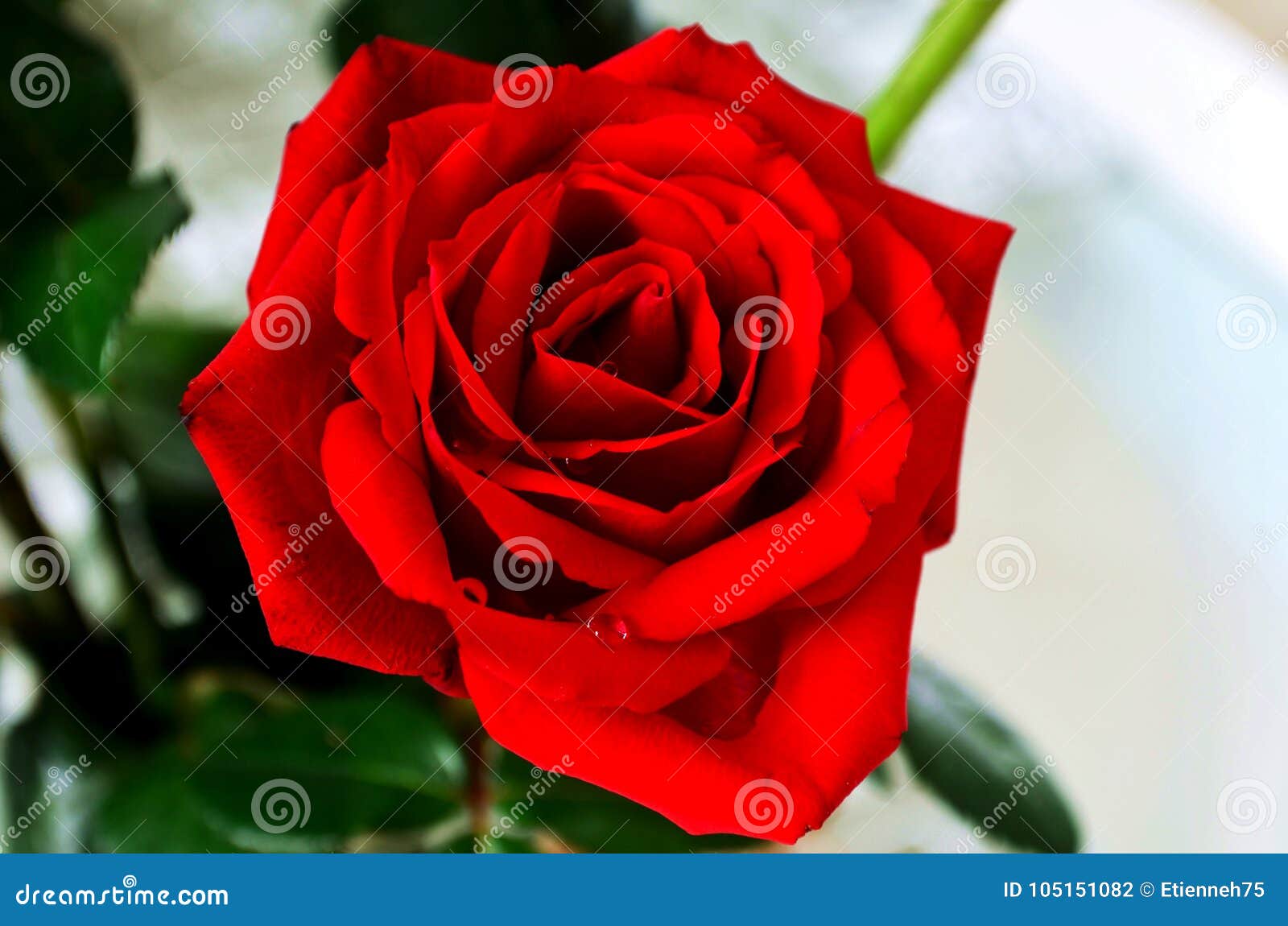 Una rosa de amor