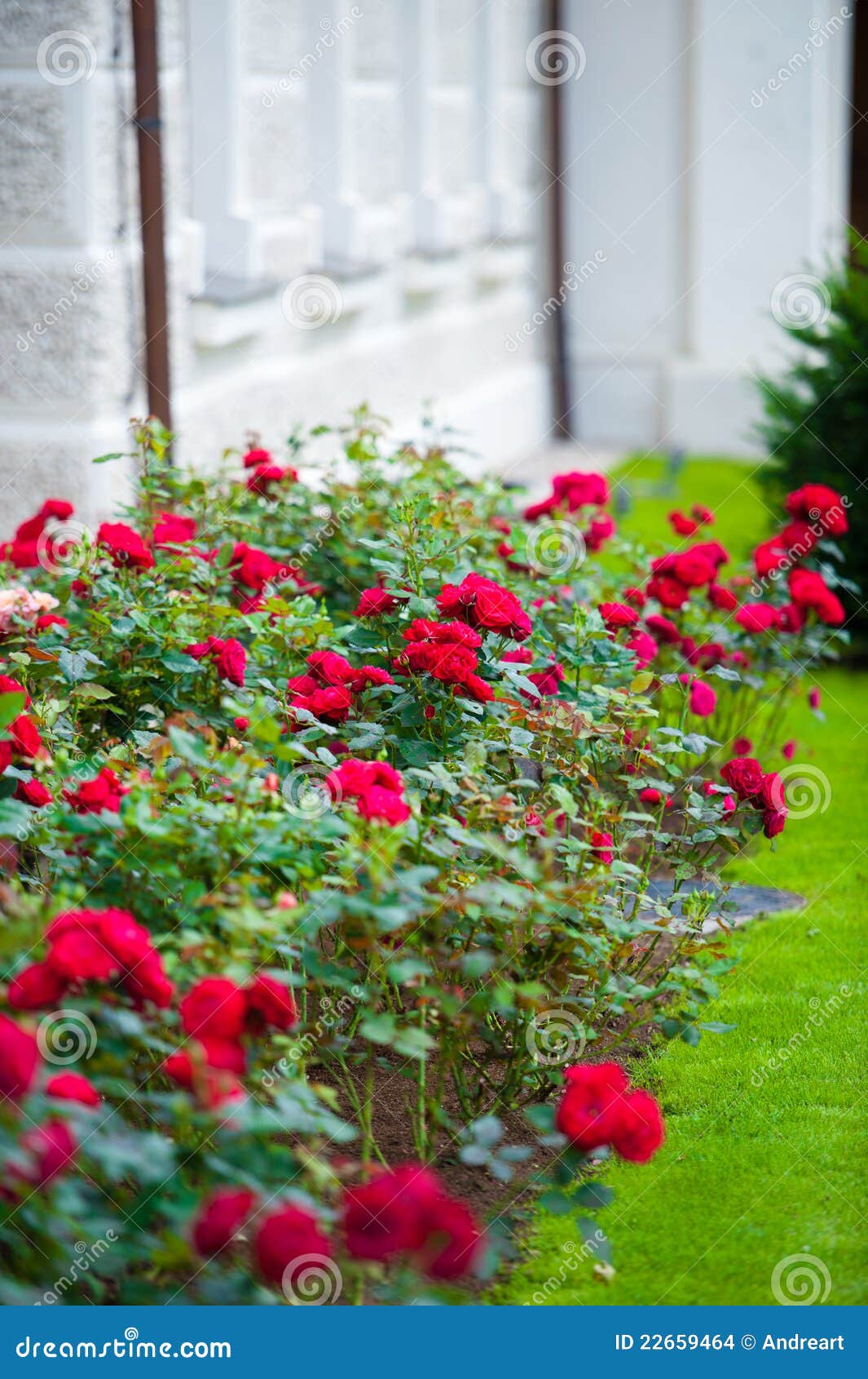 Rosas Rojas Que Florecen En Jardín Foto de archivo - Imagen de hierba,  exterior: 22659464