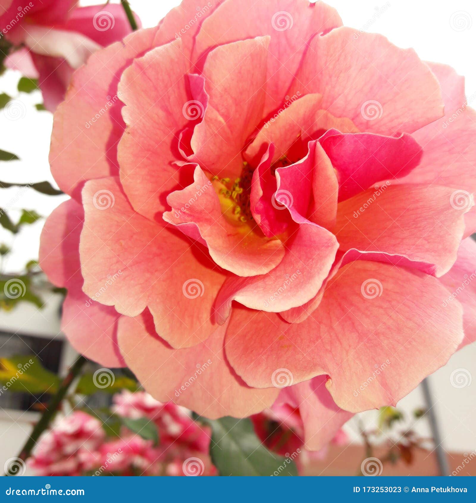 Rosas Rojas Y Rosas Amarillas Entre Otras Flores De Color Tropical De La  Flor Colombia Imagen de archivo - Imagen de coloreado, rosa: 173253023