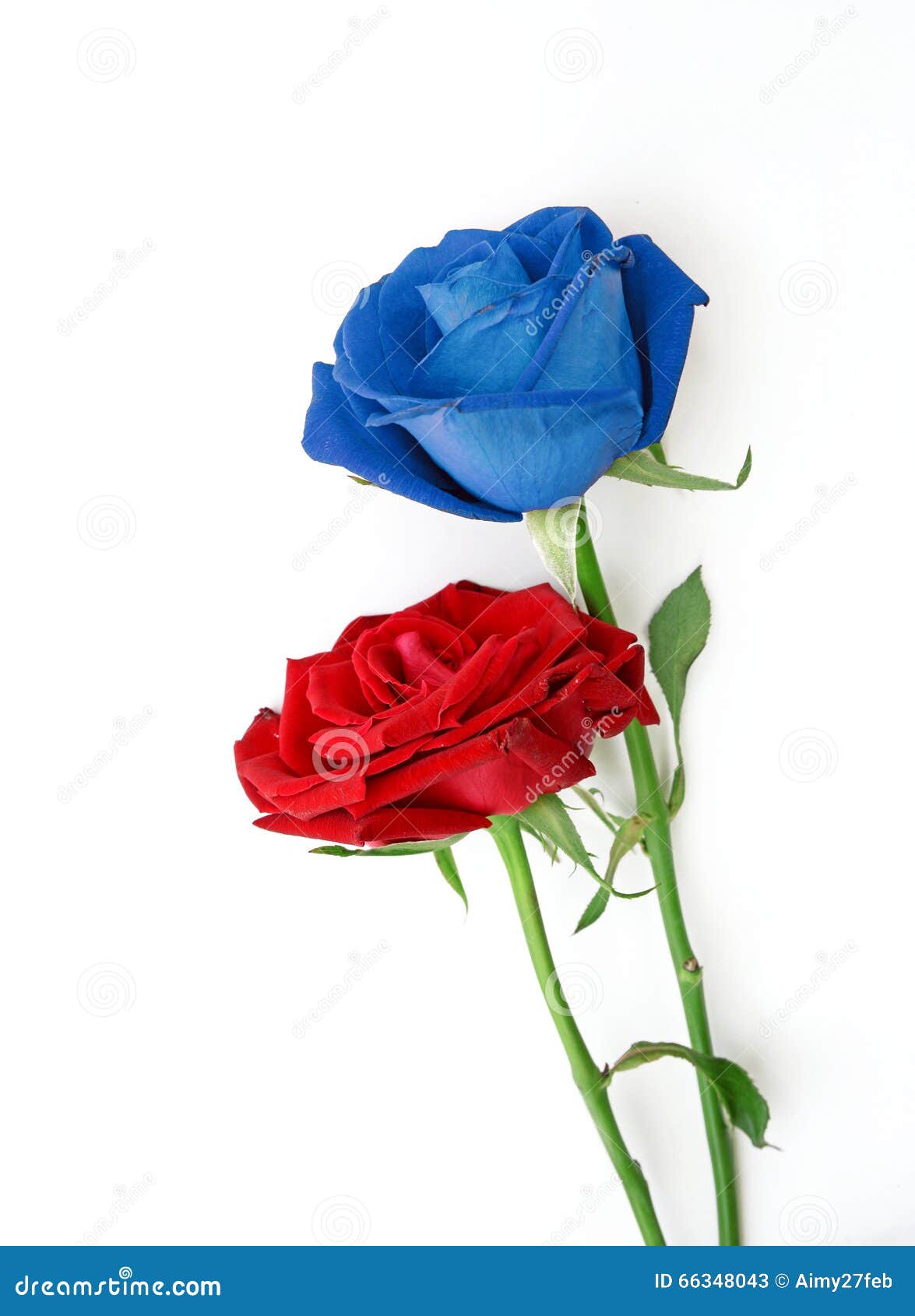 Rosas Rojas Y Azules En El Fondo Blanco Fotos de stock - Fotos libres de  regalías de Dreamstime